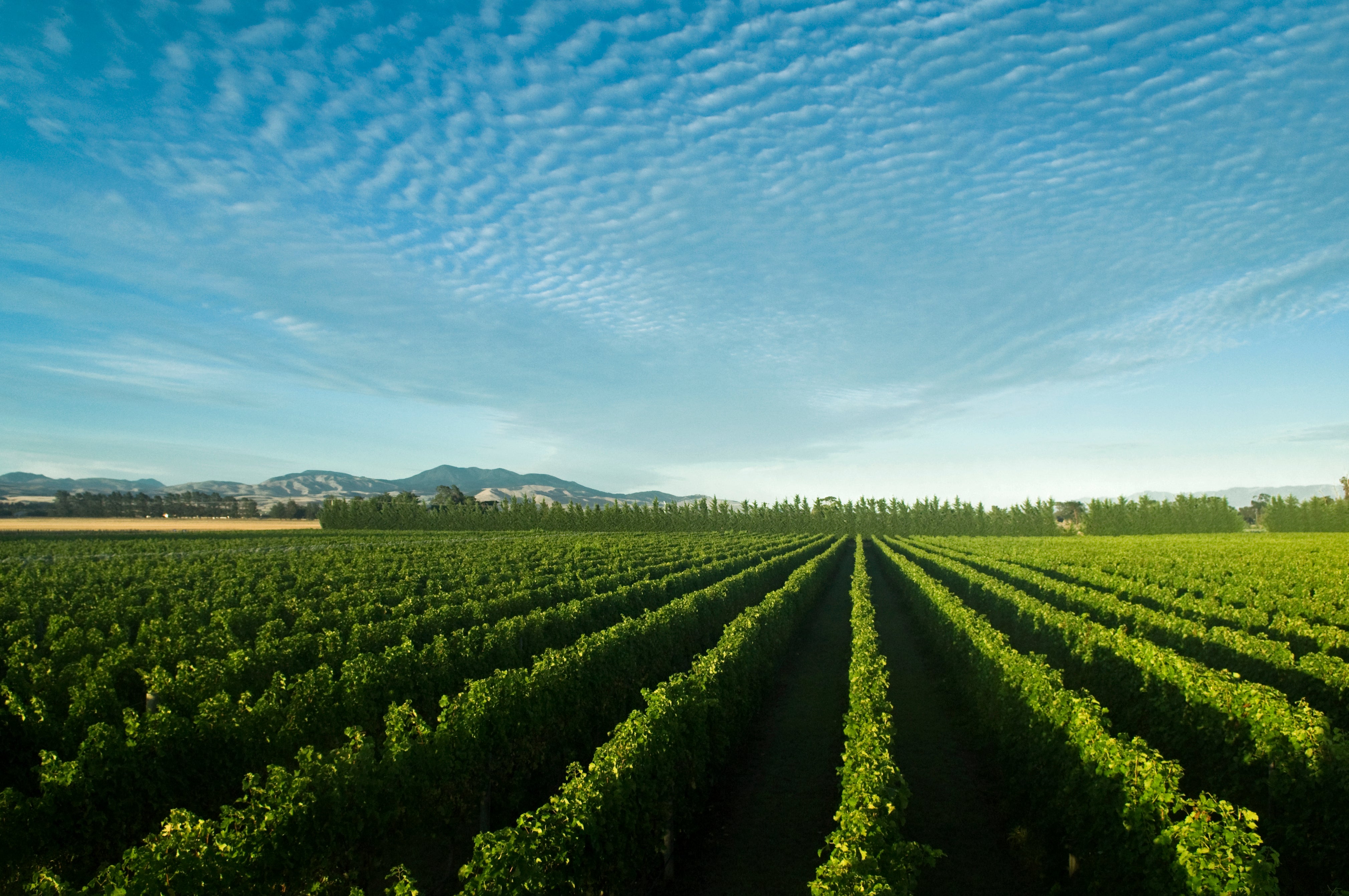 Rows of grape vines 