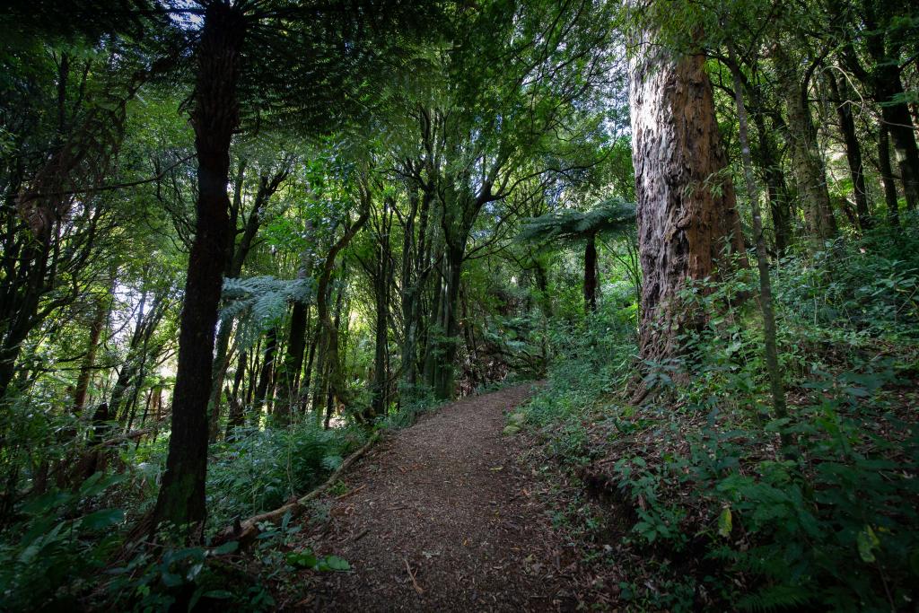 Pūkaha forest