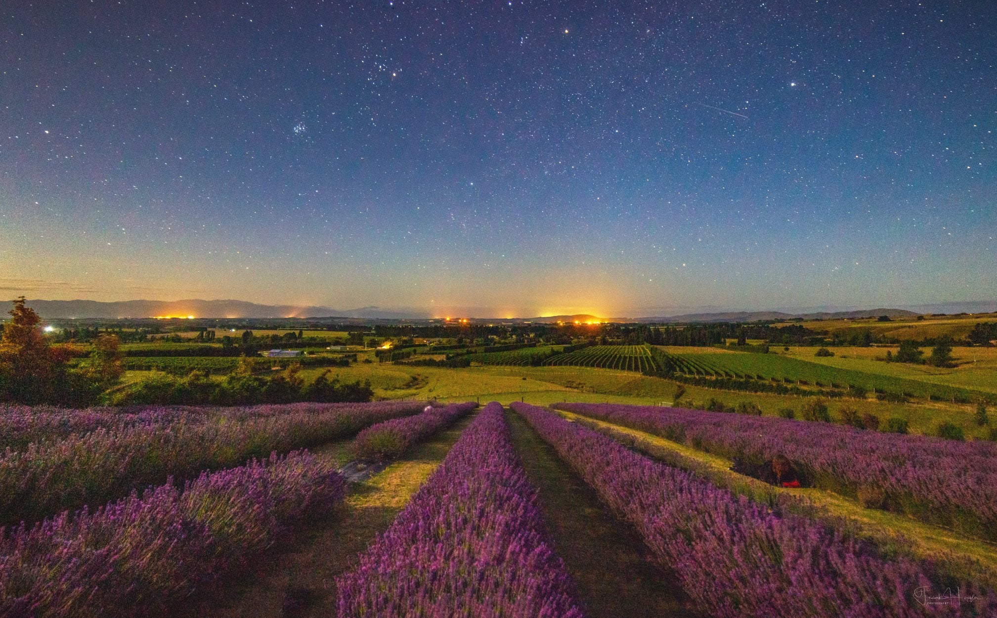 View over lavender rows during sunset 