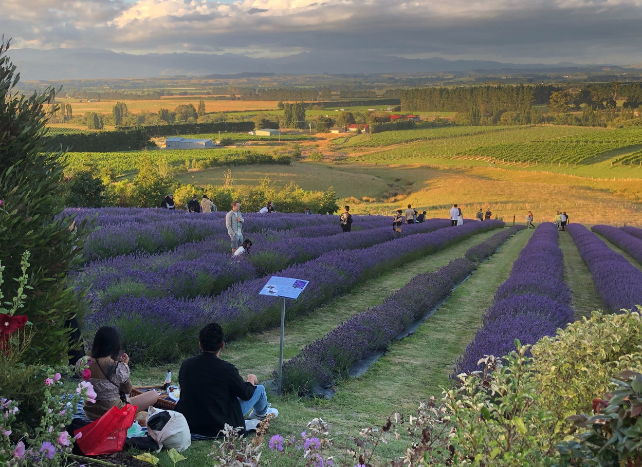 People picnicking in the lavender rows 