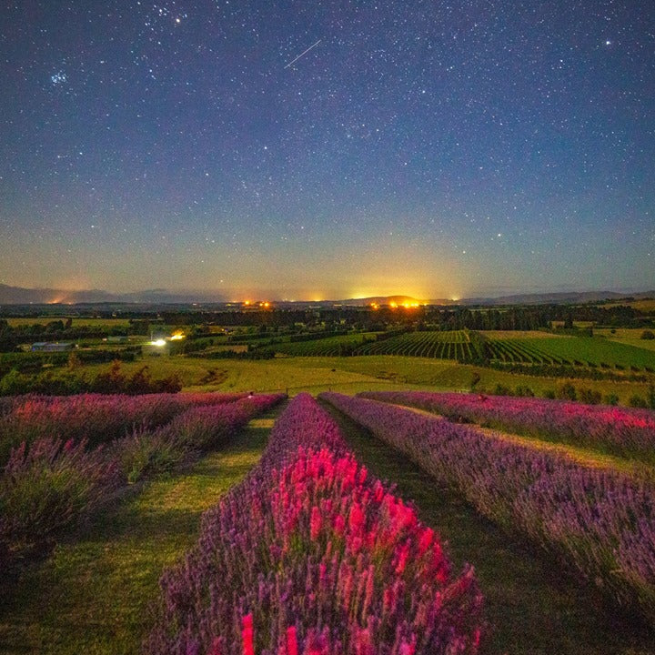 View over lavender rows during sunset 