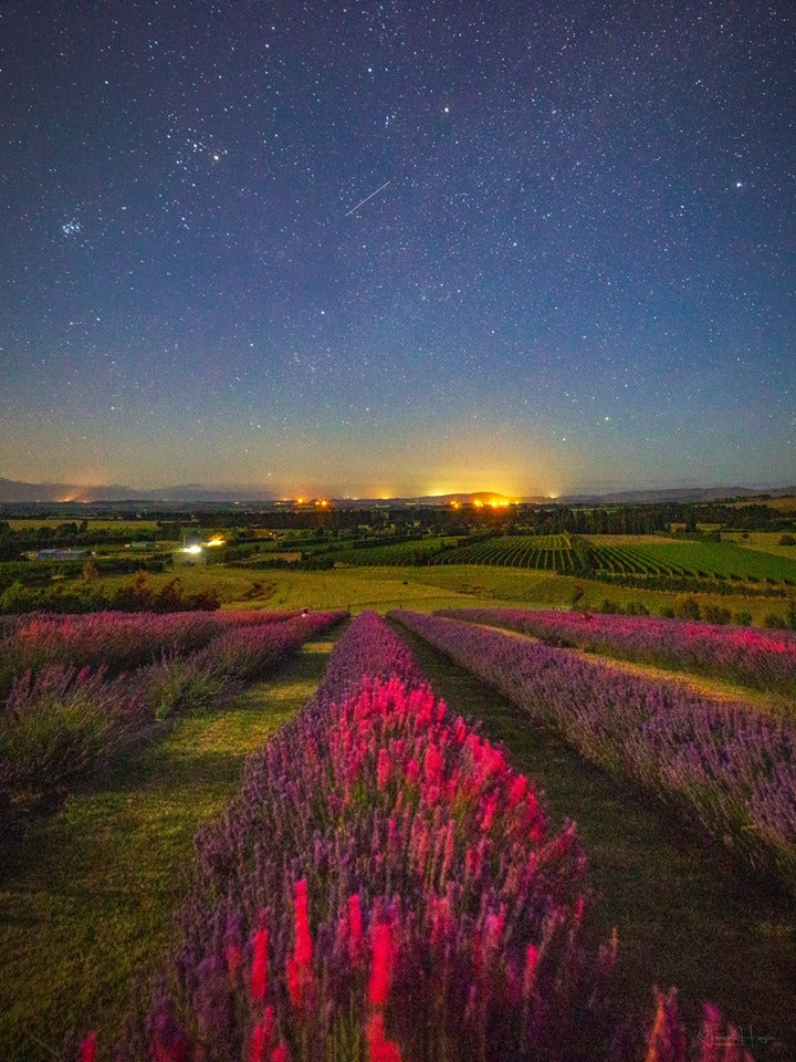 View over lavender rows during sunset 