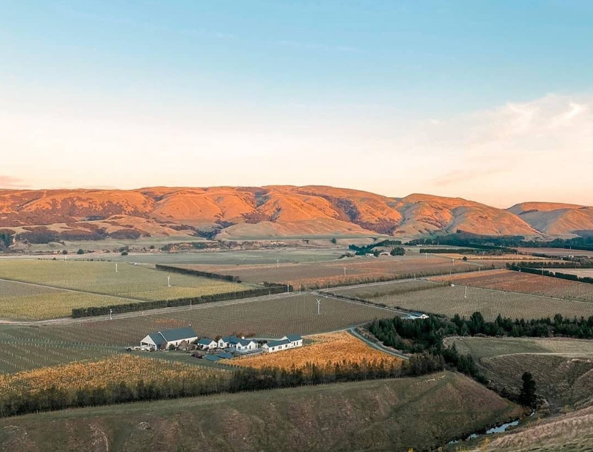 Aerial view of a vineyard 