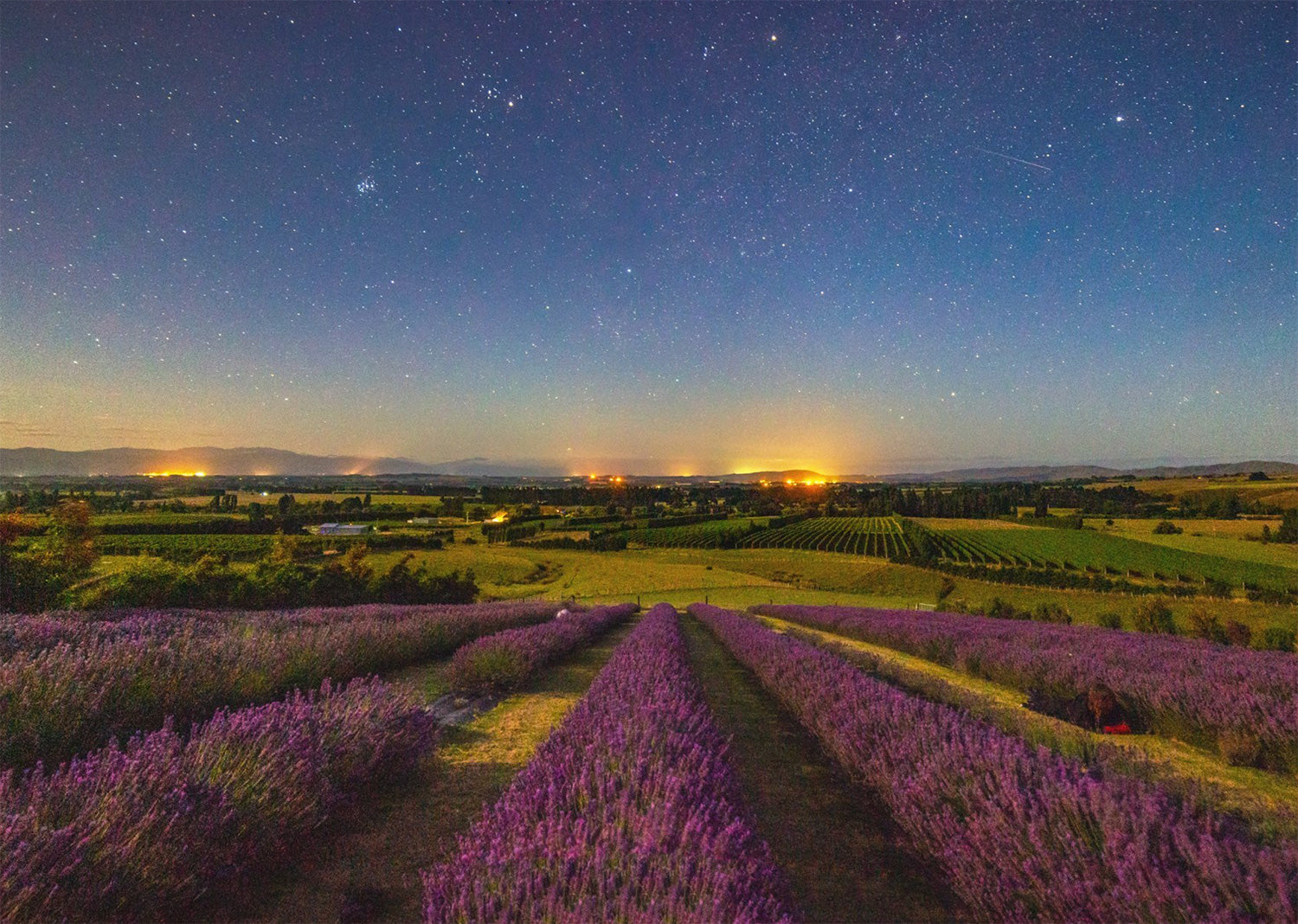 Sun setting over lavender field