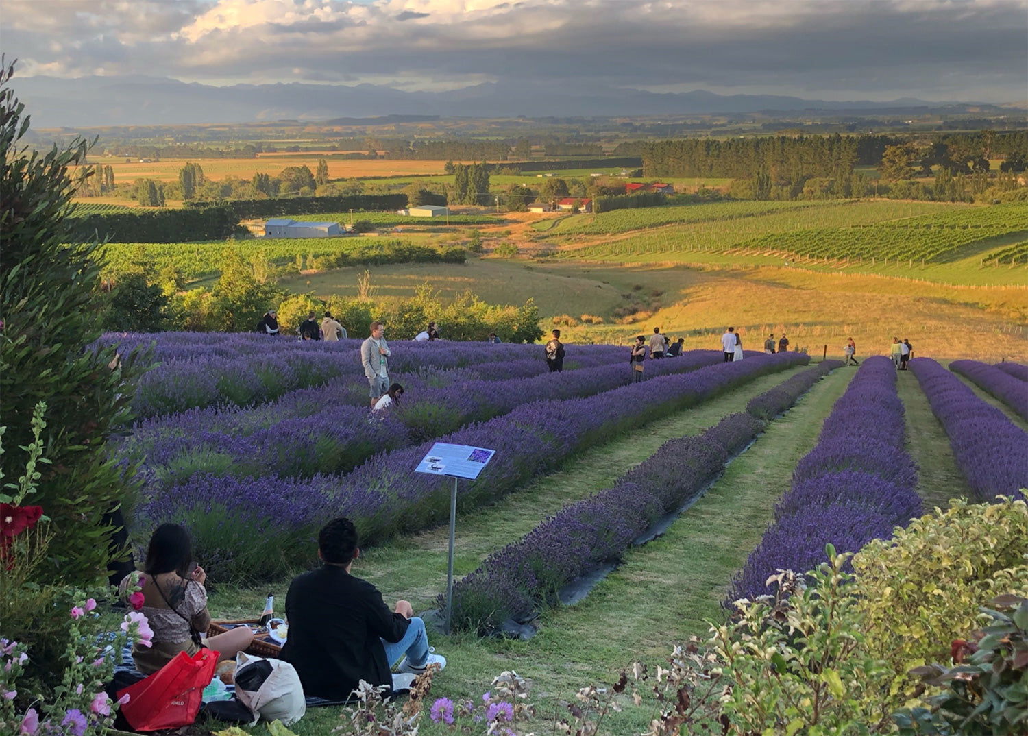 People picking lavender as sun sets