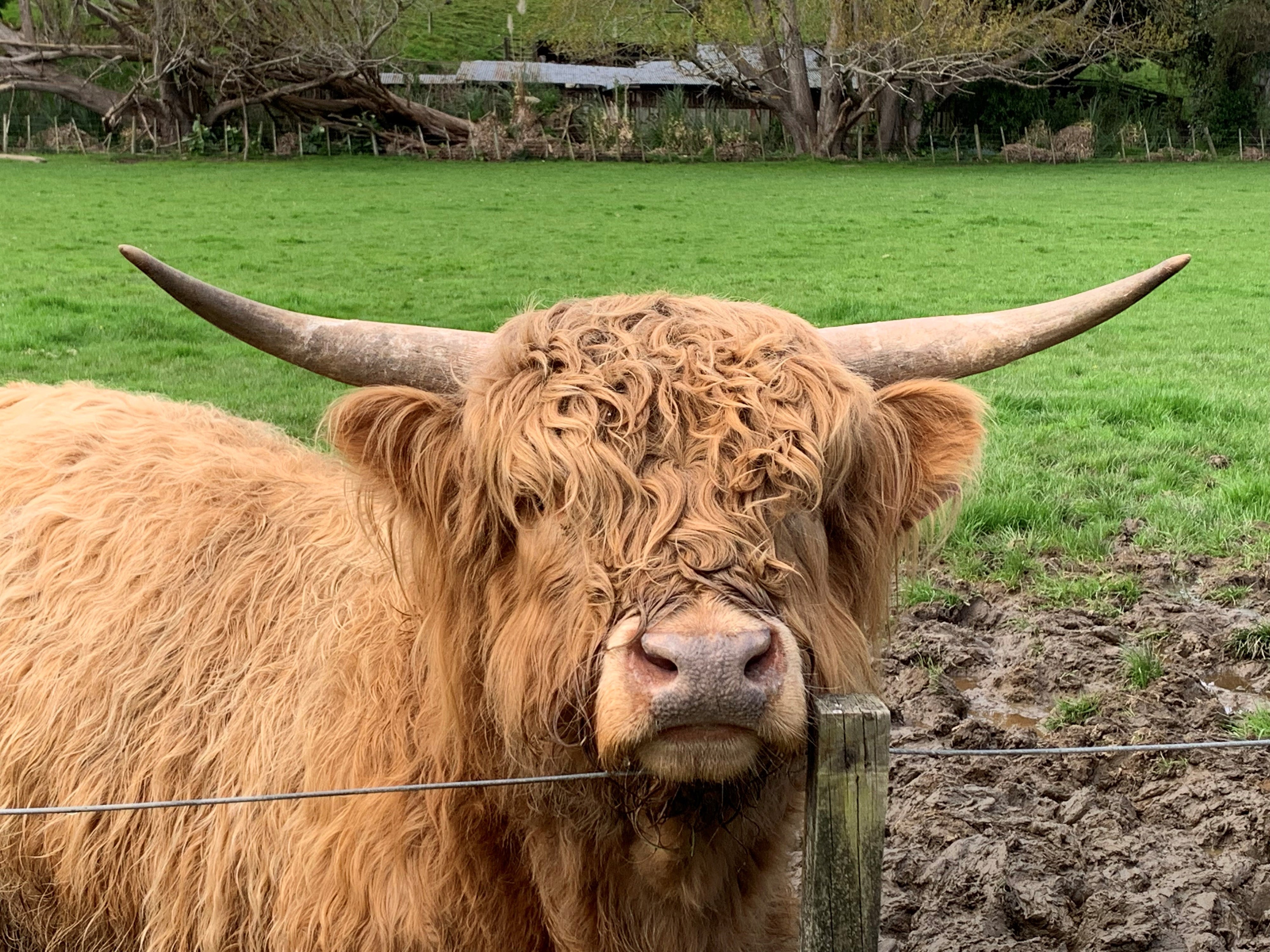 Highland cattle  