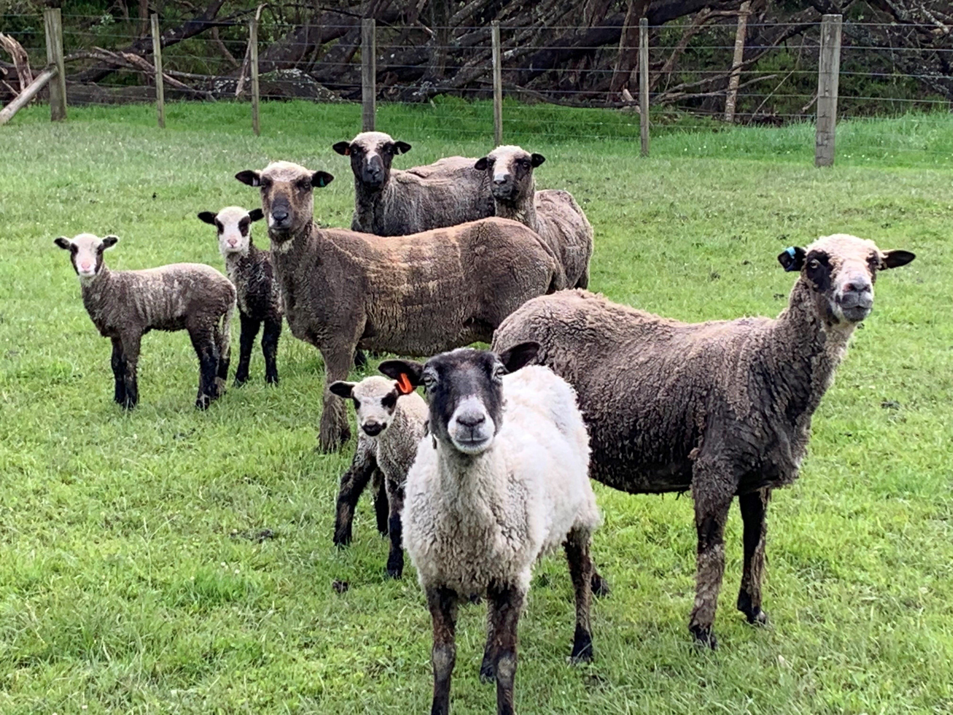 A herd of black sheep 