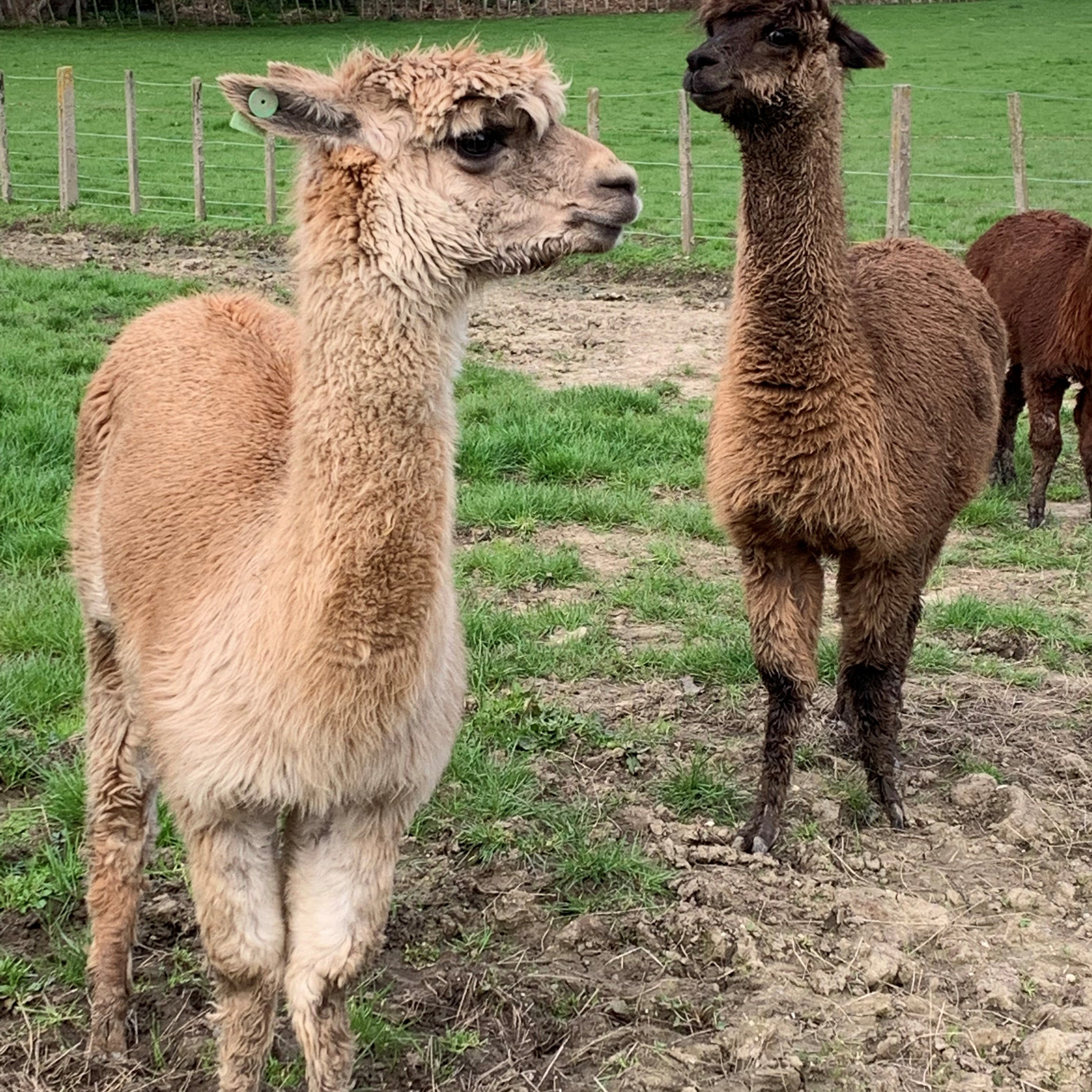 Two lamas on the farm 