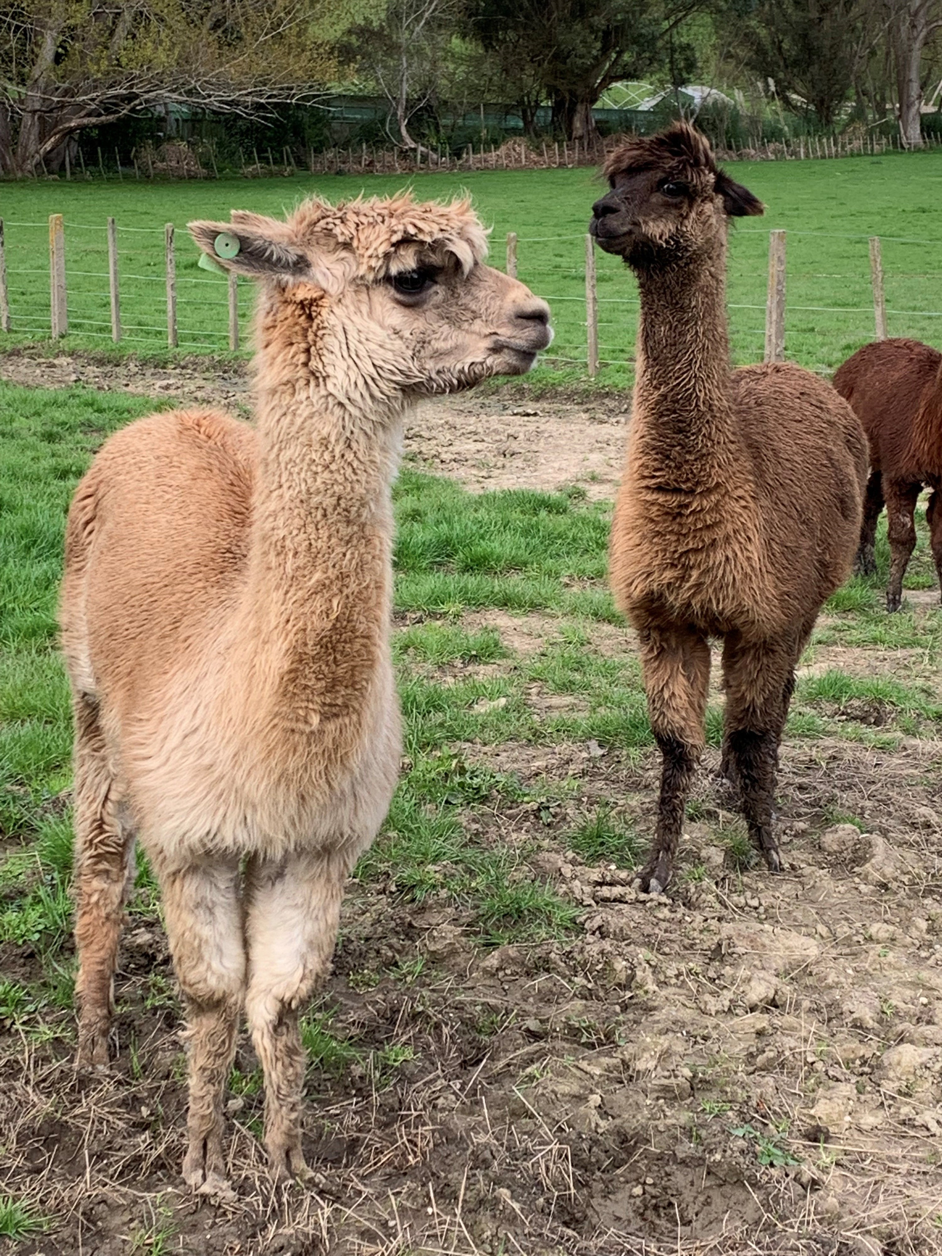 Two lamas on the farm 