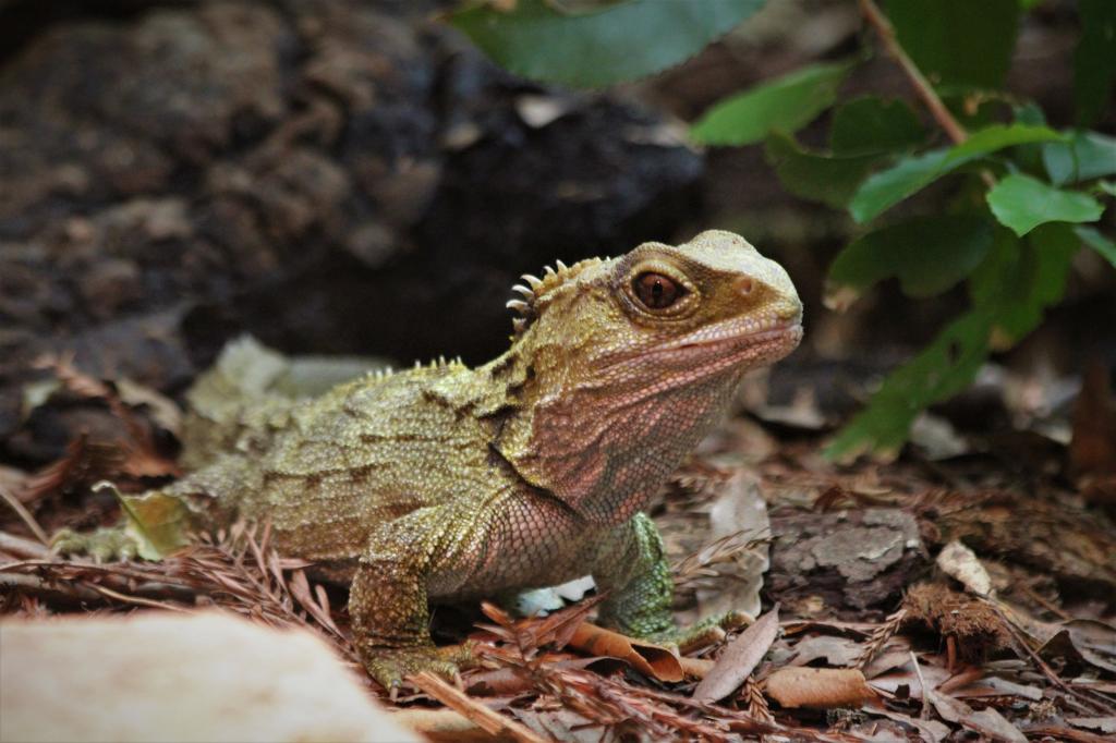 Tuatara: learn about these ancient Reptiles 