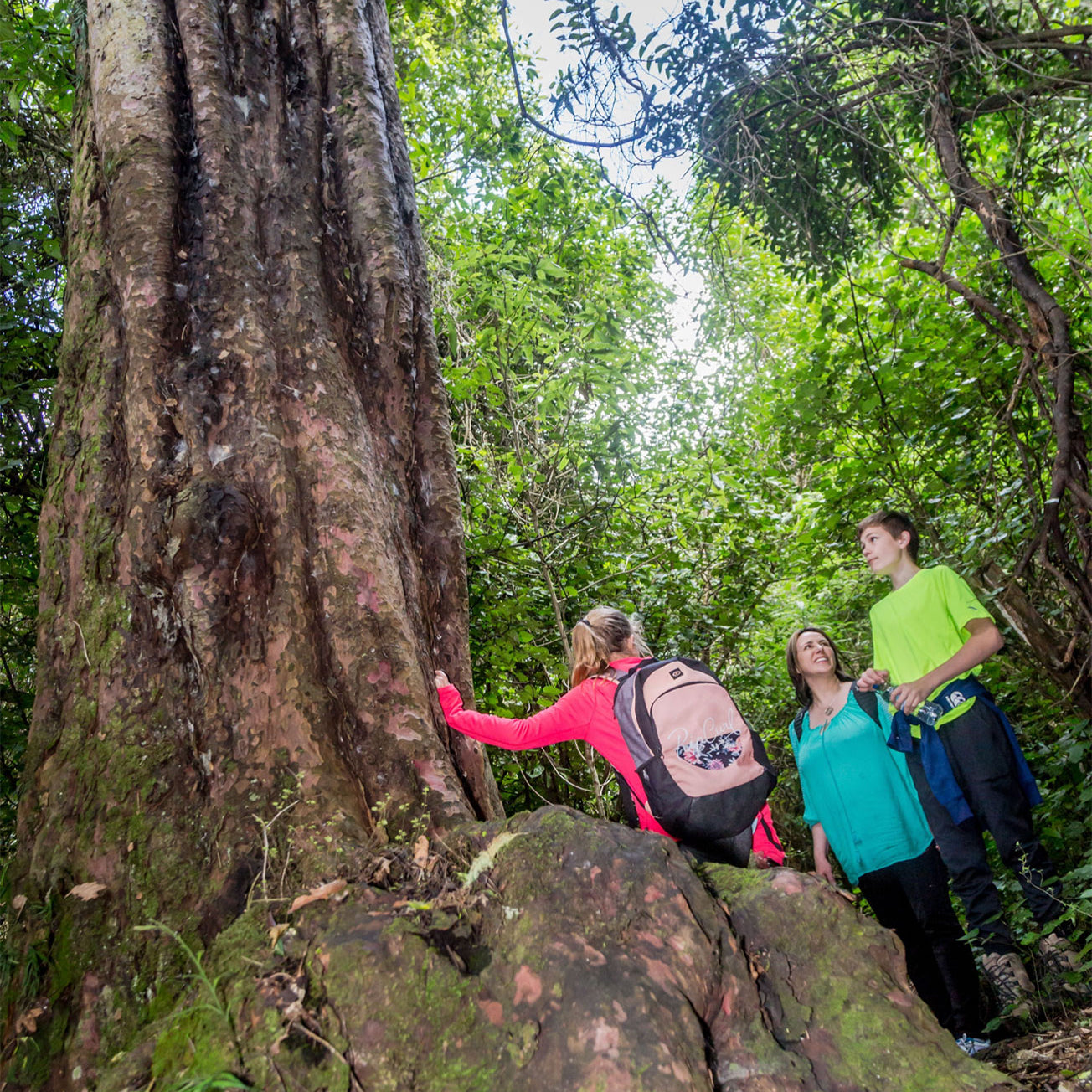 Family looking up at large tree 