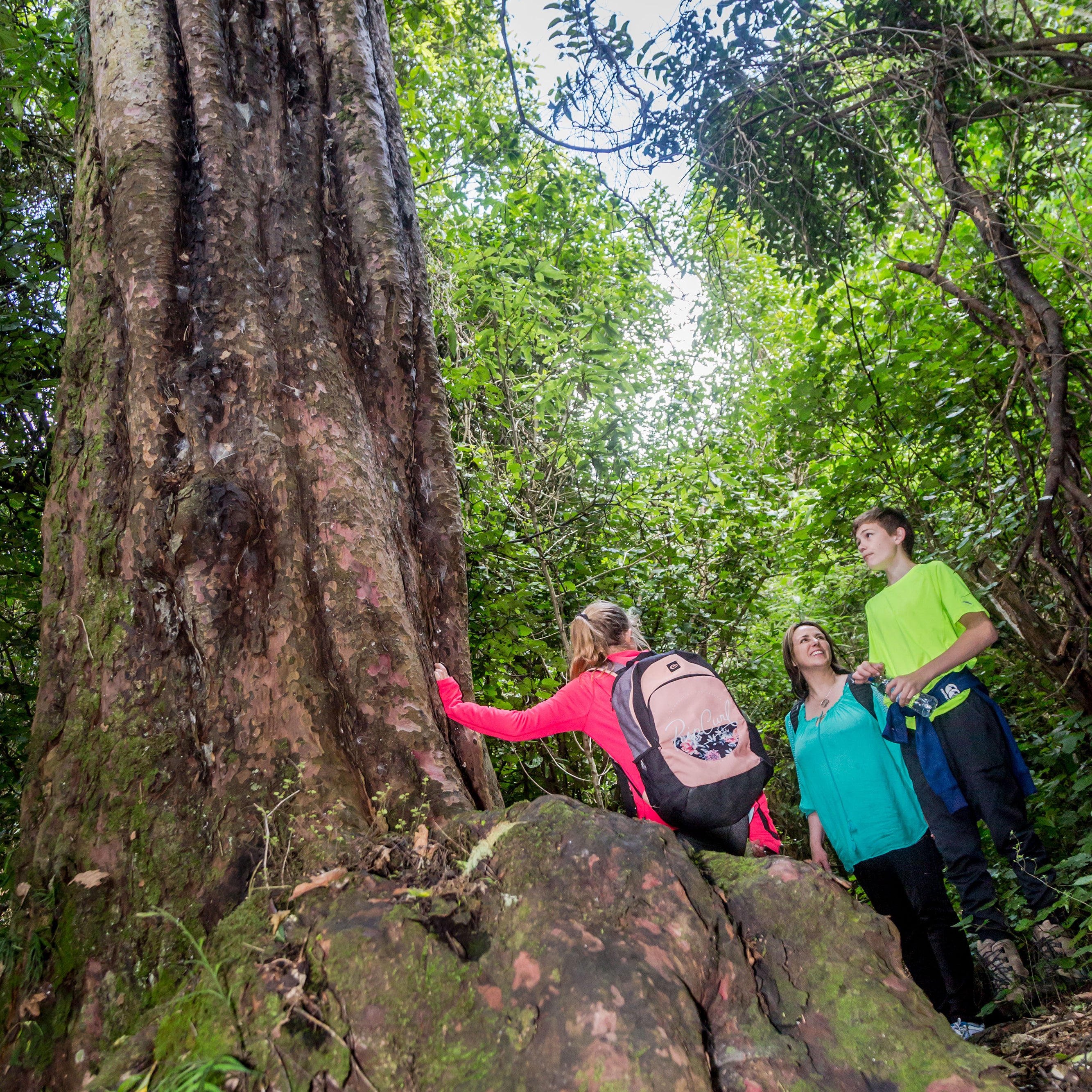 Family looking up at large tree 