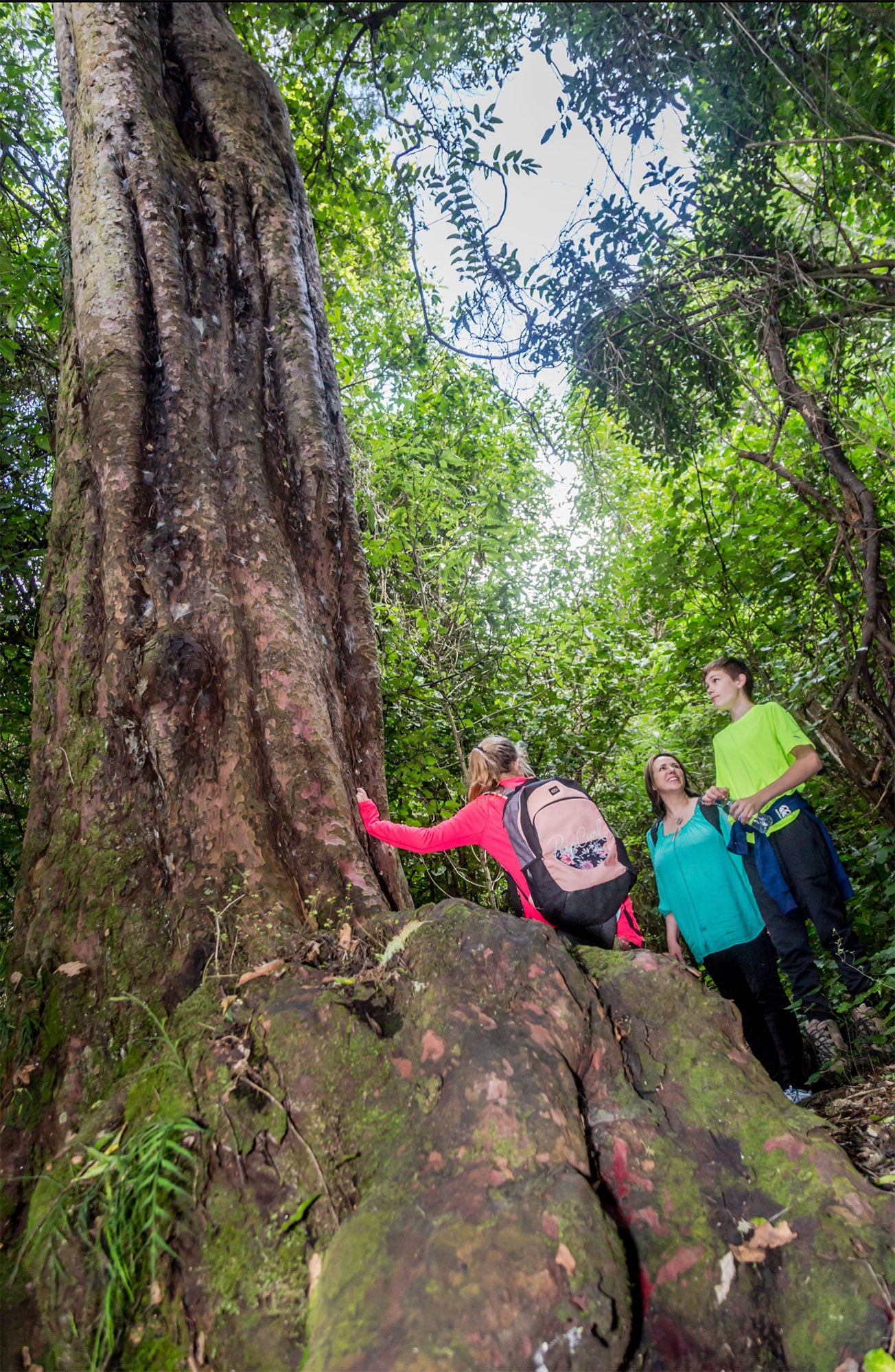 Family looking up at large tree 