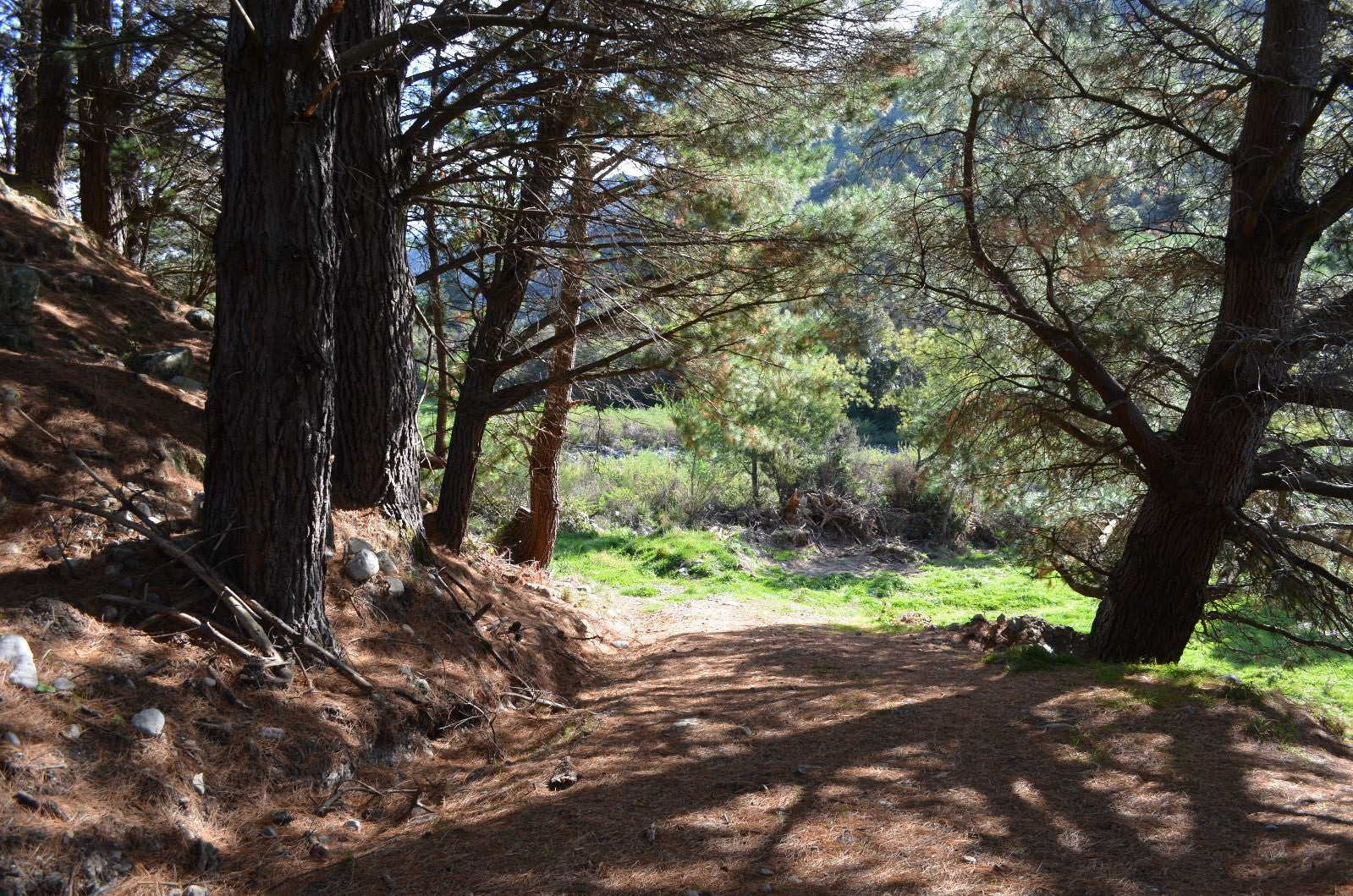 Mountain bike track through pine trees 