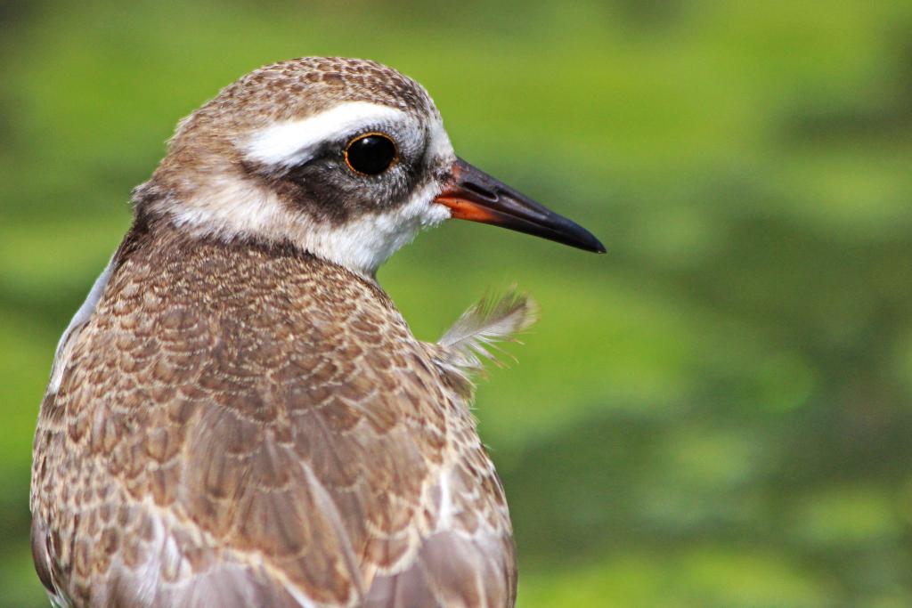 Pūkaha National Wildlife Centre