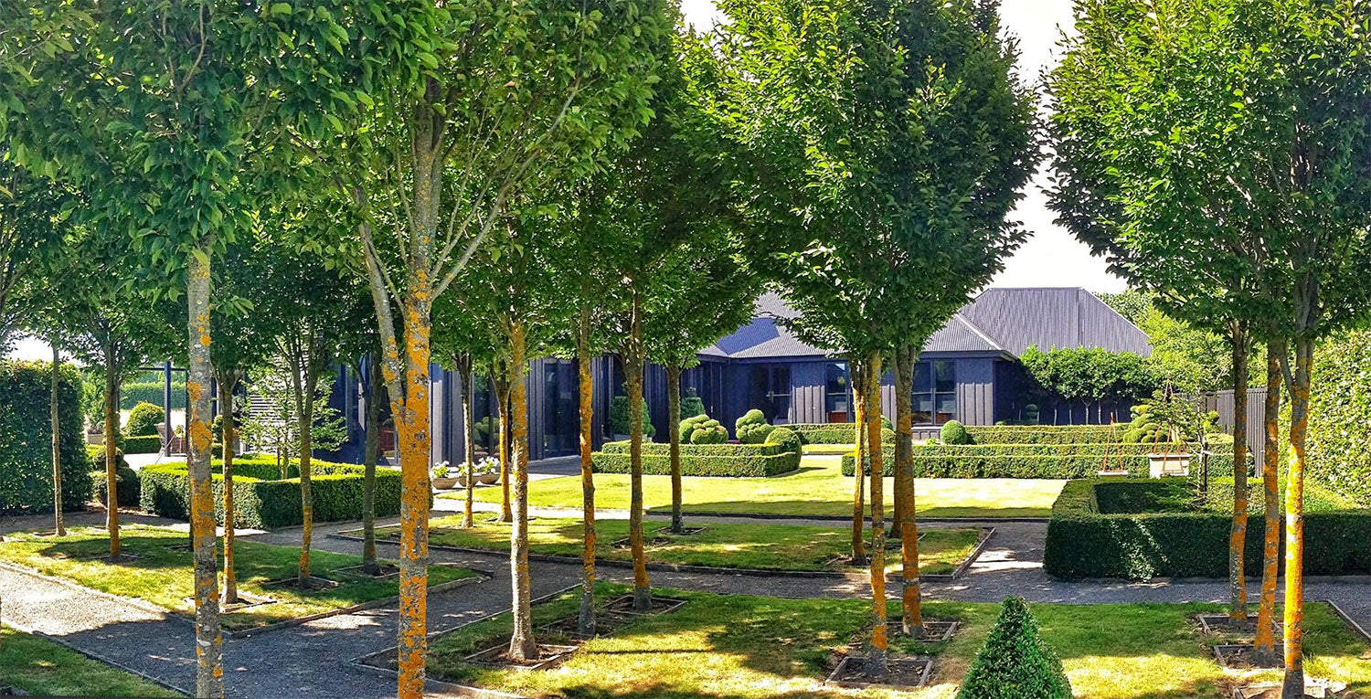 Looking through trees to house