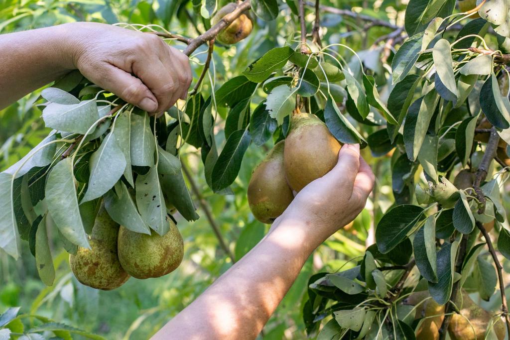 Picking pears in the Food Forest