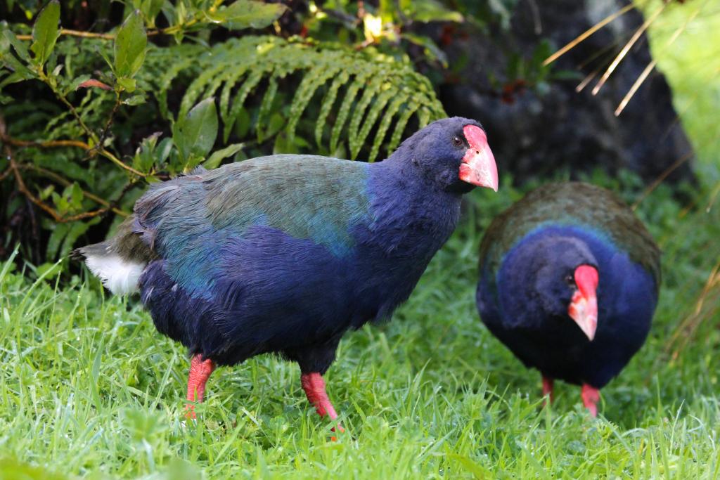 South Island Takahē