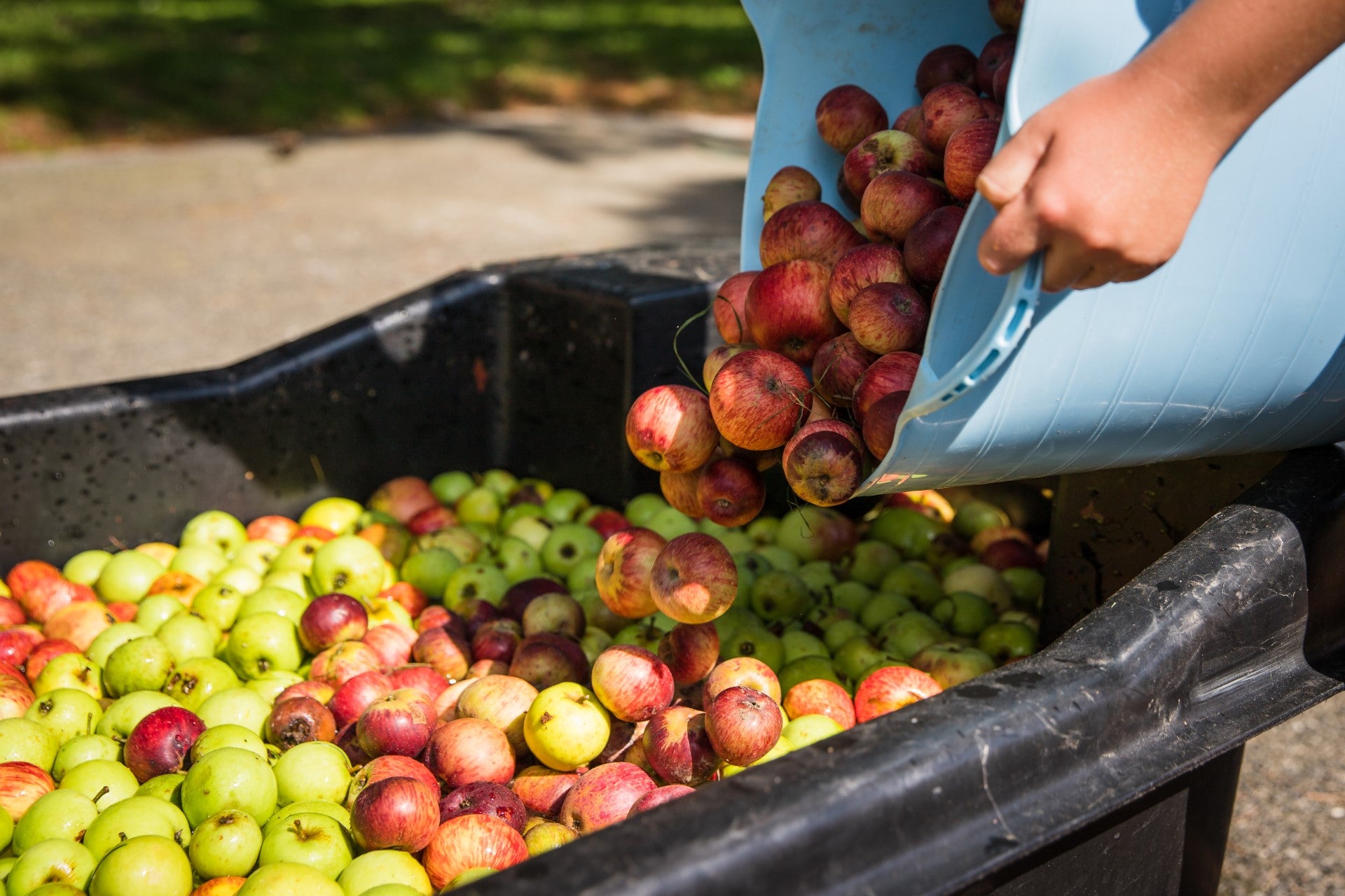 Picked apples being tipped into tub 