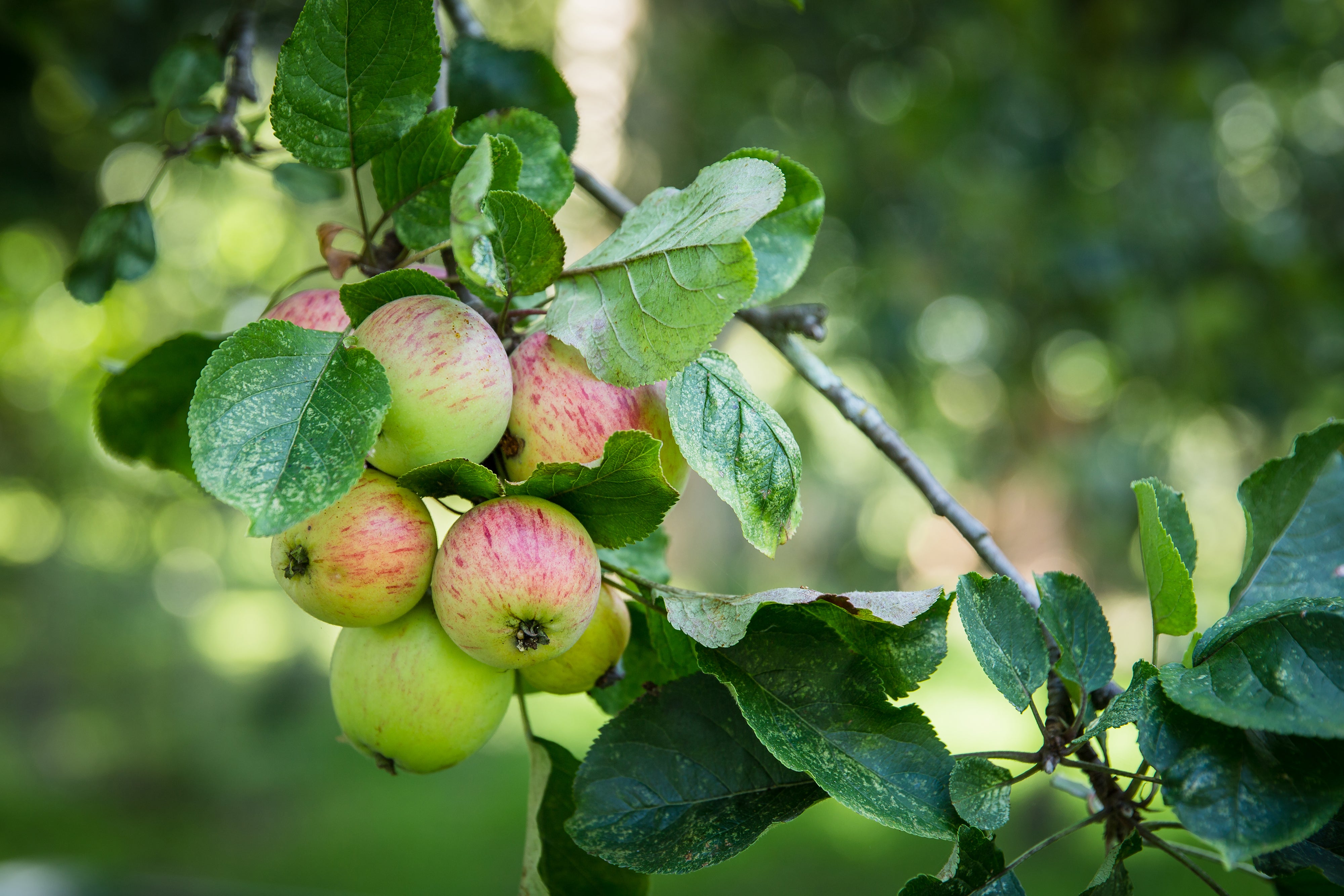 TeePee Cider