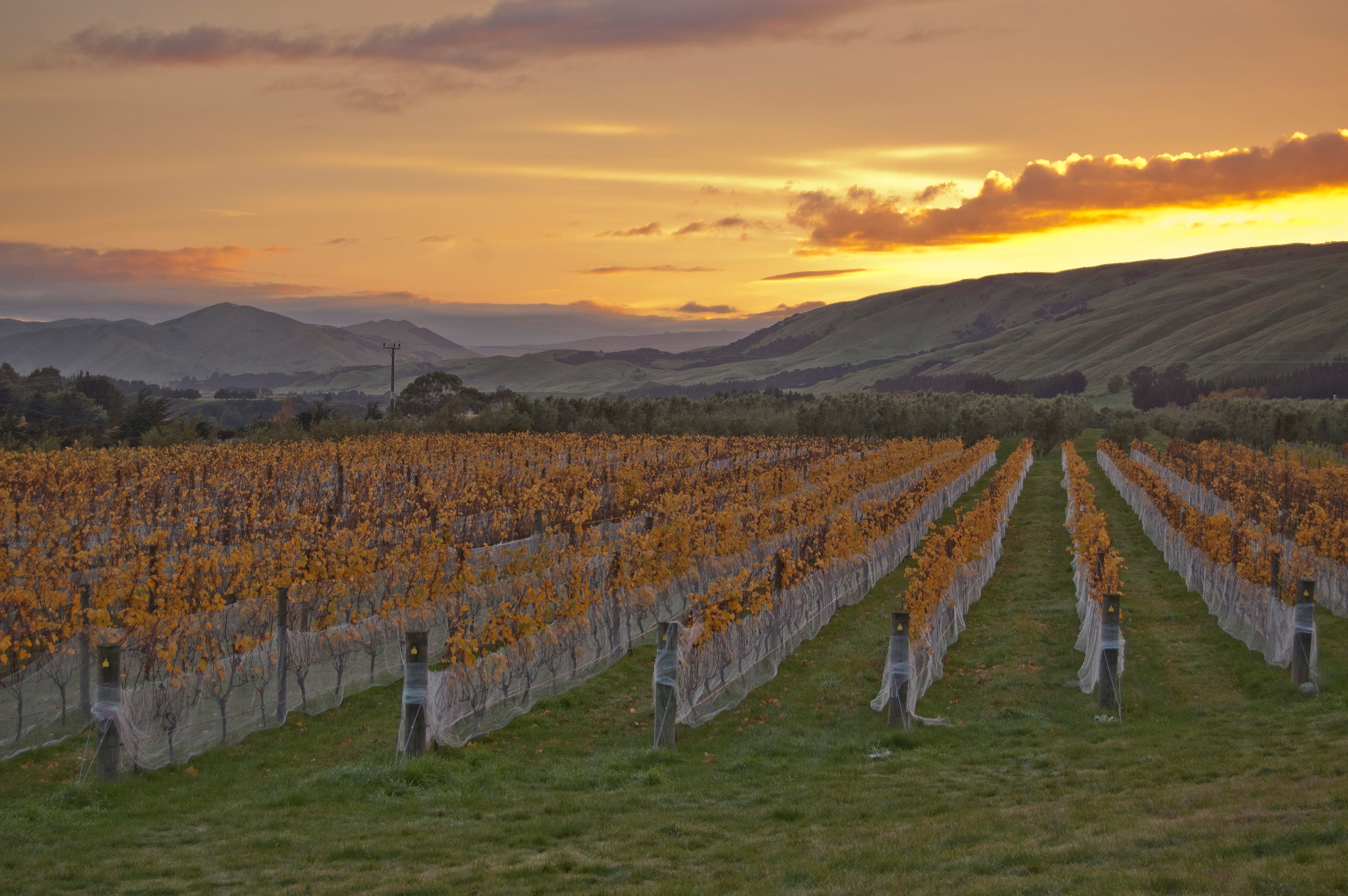 Blue Earth Estate vineyard in autumn