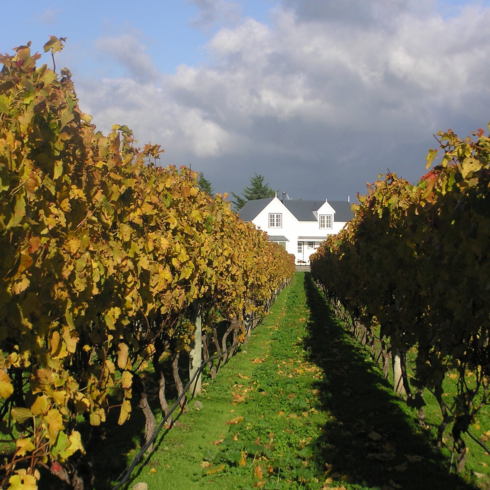 View of historic cellar door through grape vines 