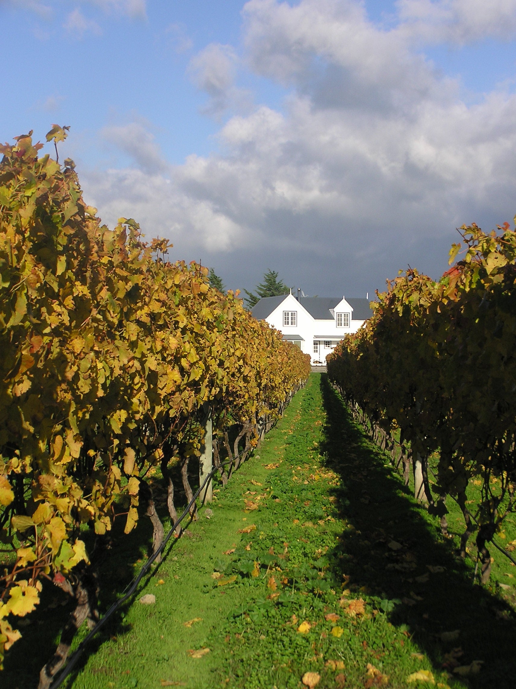 View of historic cellar door through grape vines 