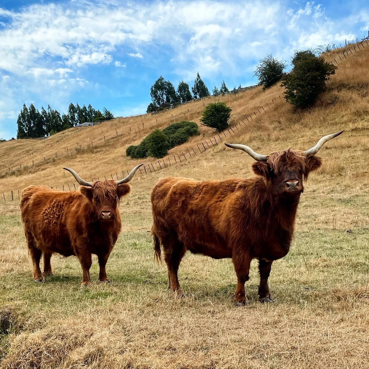 Highland cows  