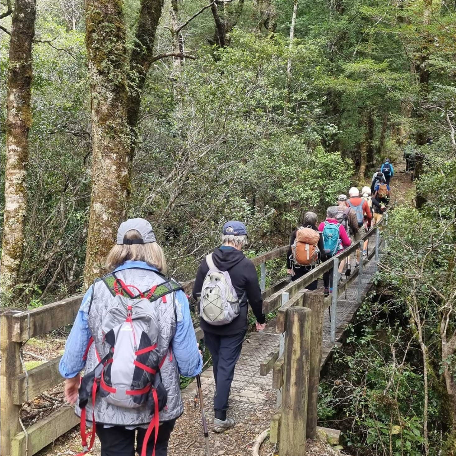 People tramping through forest