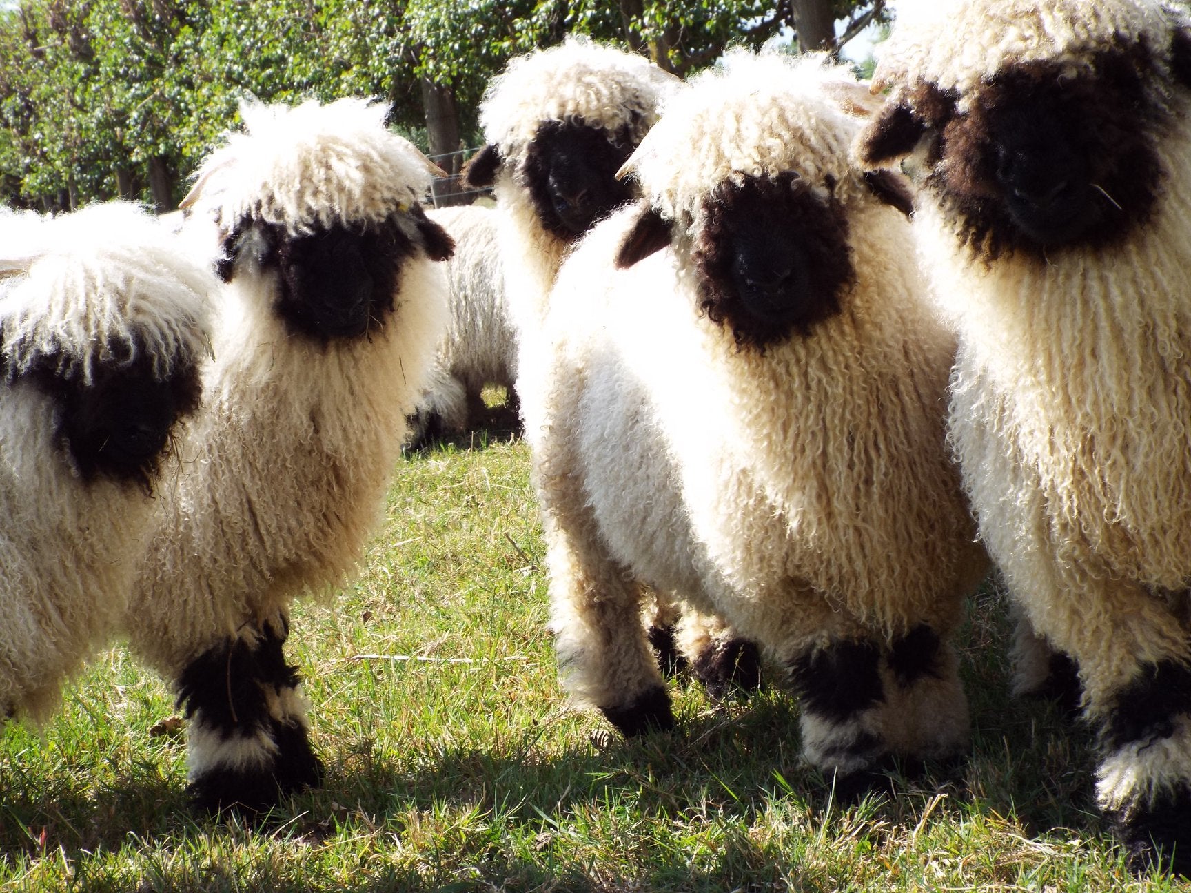 Wairarapa A&P Show, Clareville