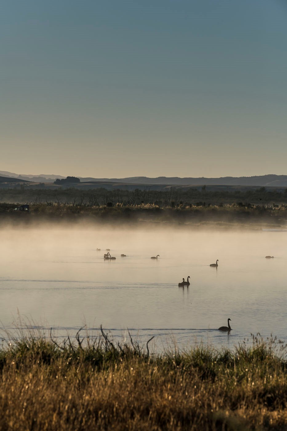 Geese on the water at dawn 