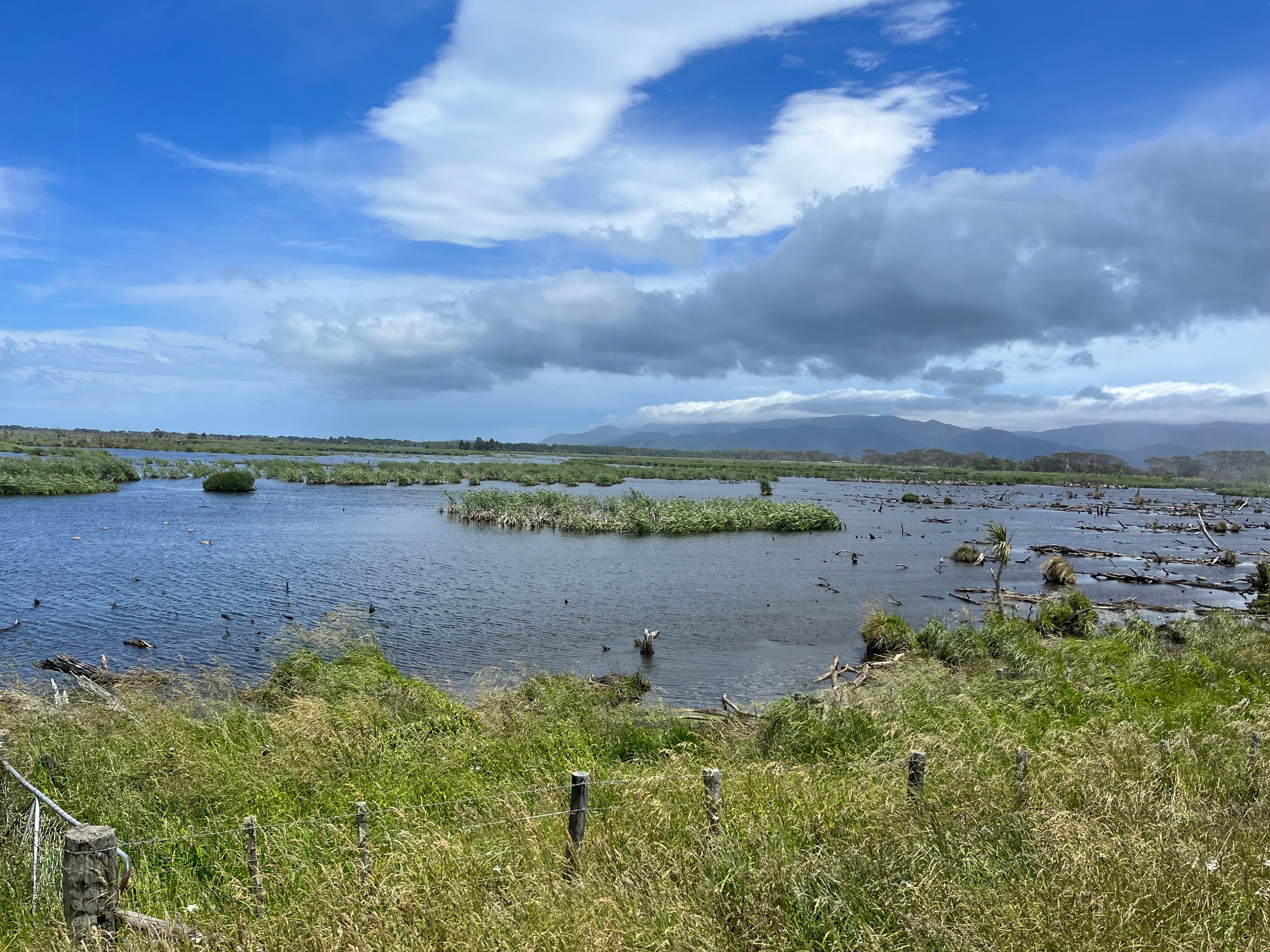 Wetland grasses in lake 