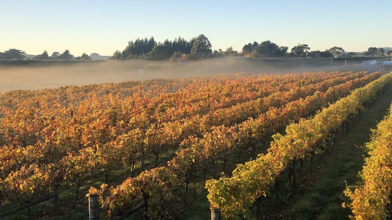 The vineyard view from the room