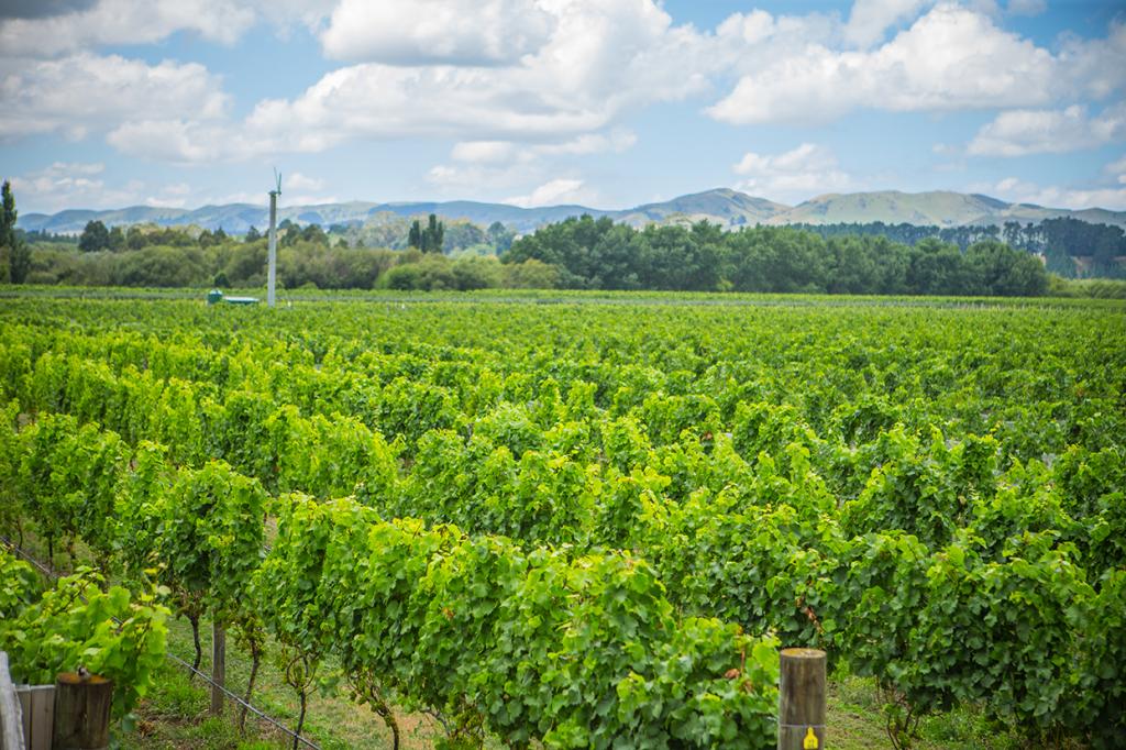 Margrain Vineyard - Martinborough