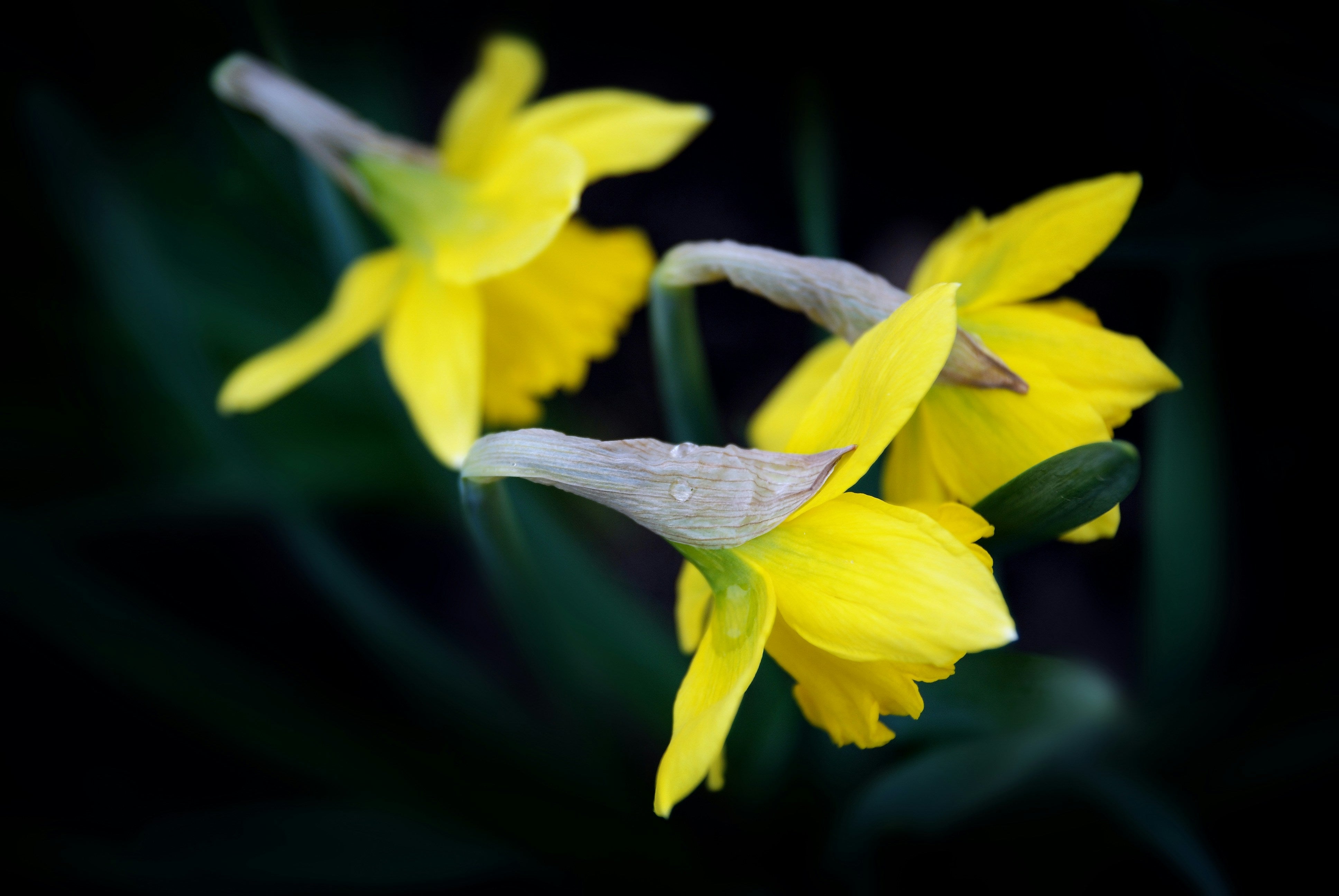 Carterton Daffodil Festival