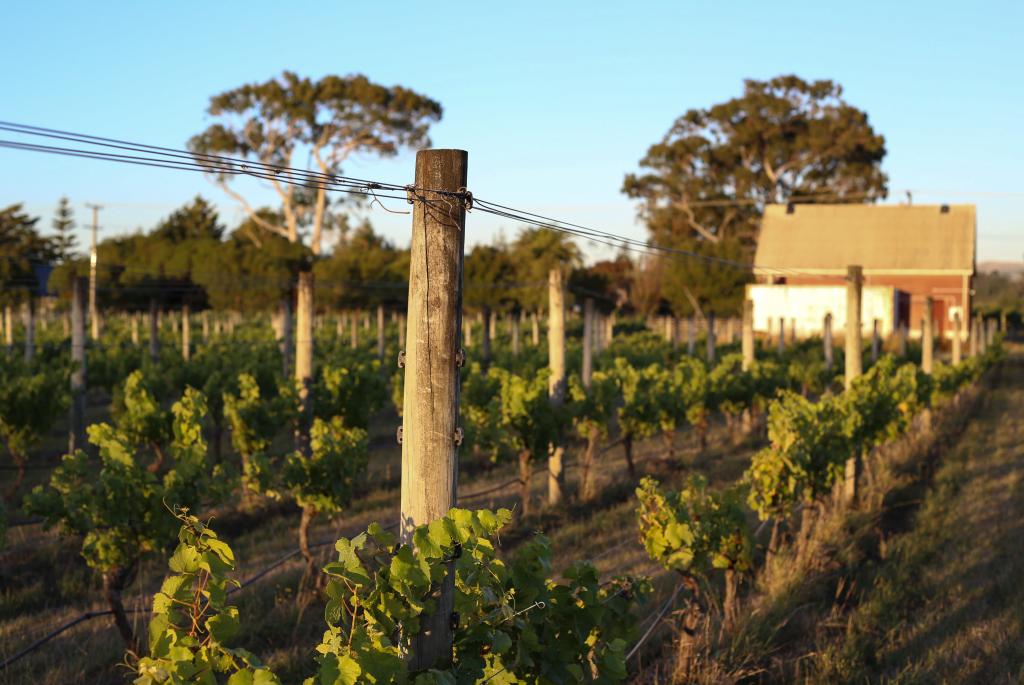 Vineyards and cottage