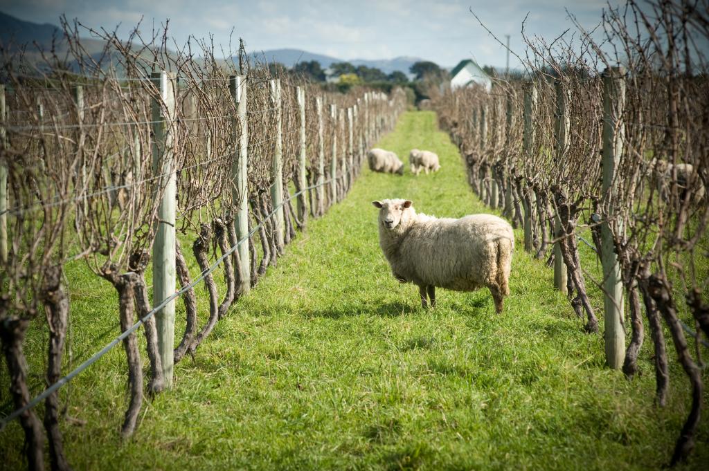 Vineyard workers