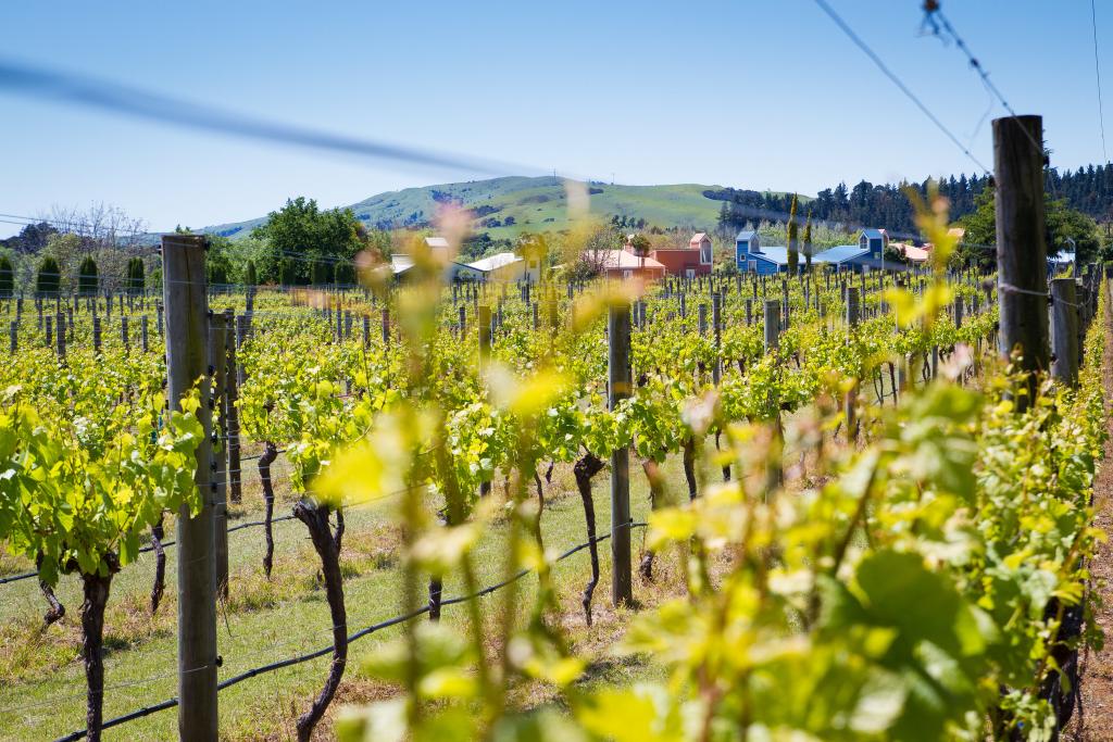 Villas through the vines