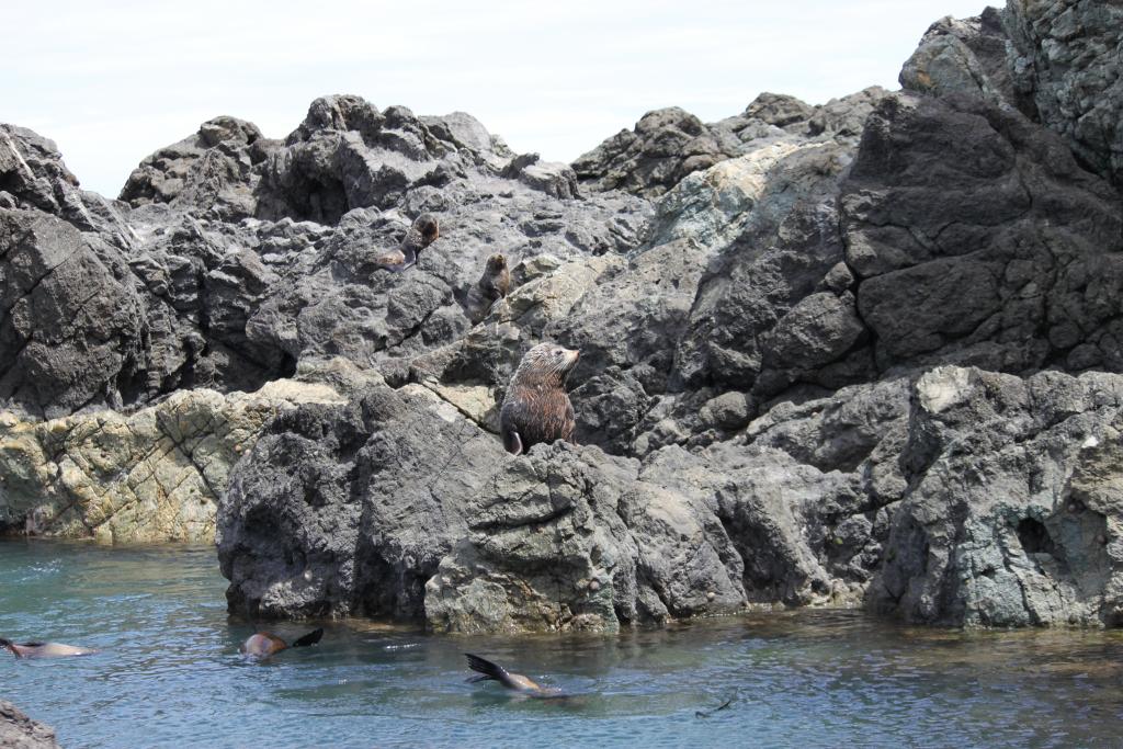 Seal colony on the road to Cape Palliser lighthouse