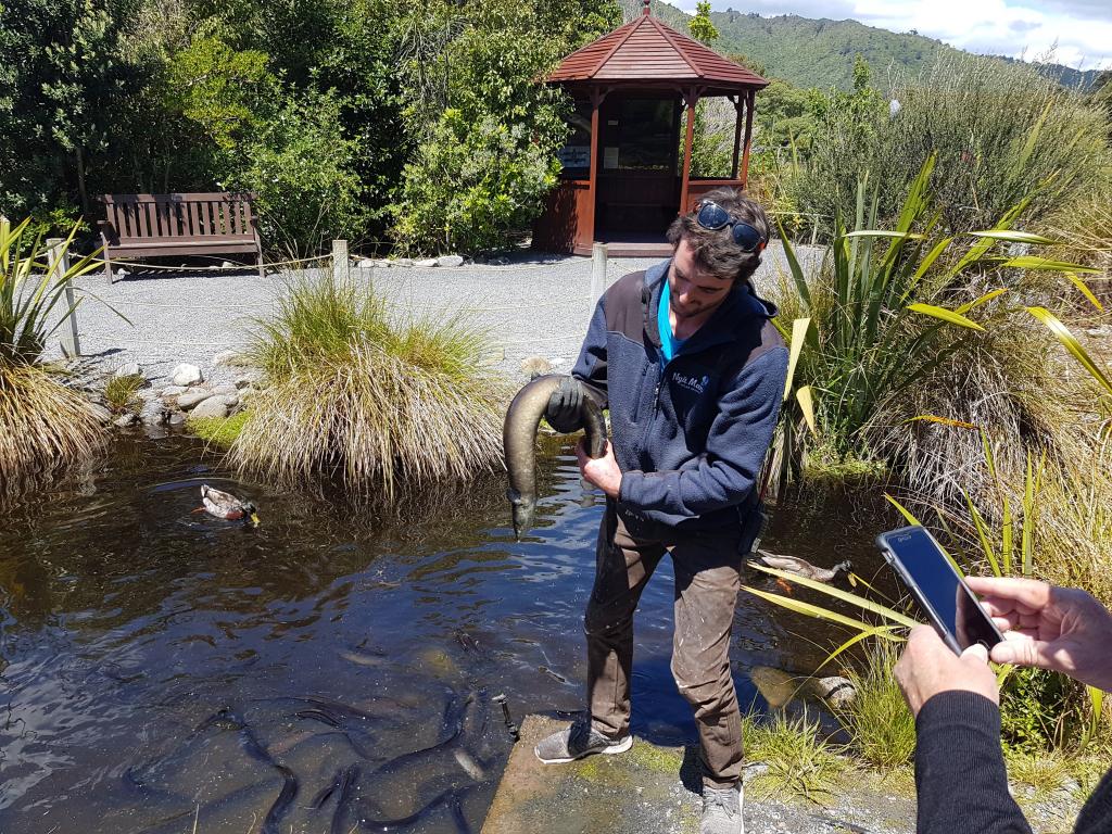 Eel feeding at Nga Manu Reserve on the Kapiti Coast