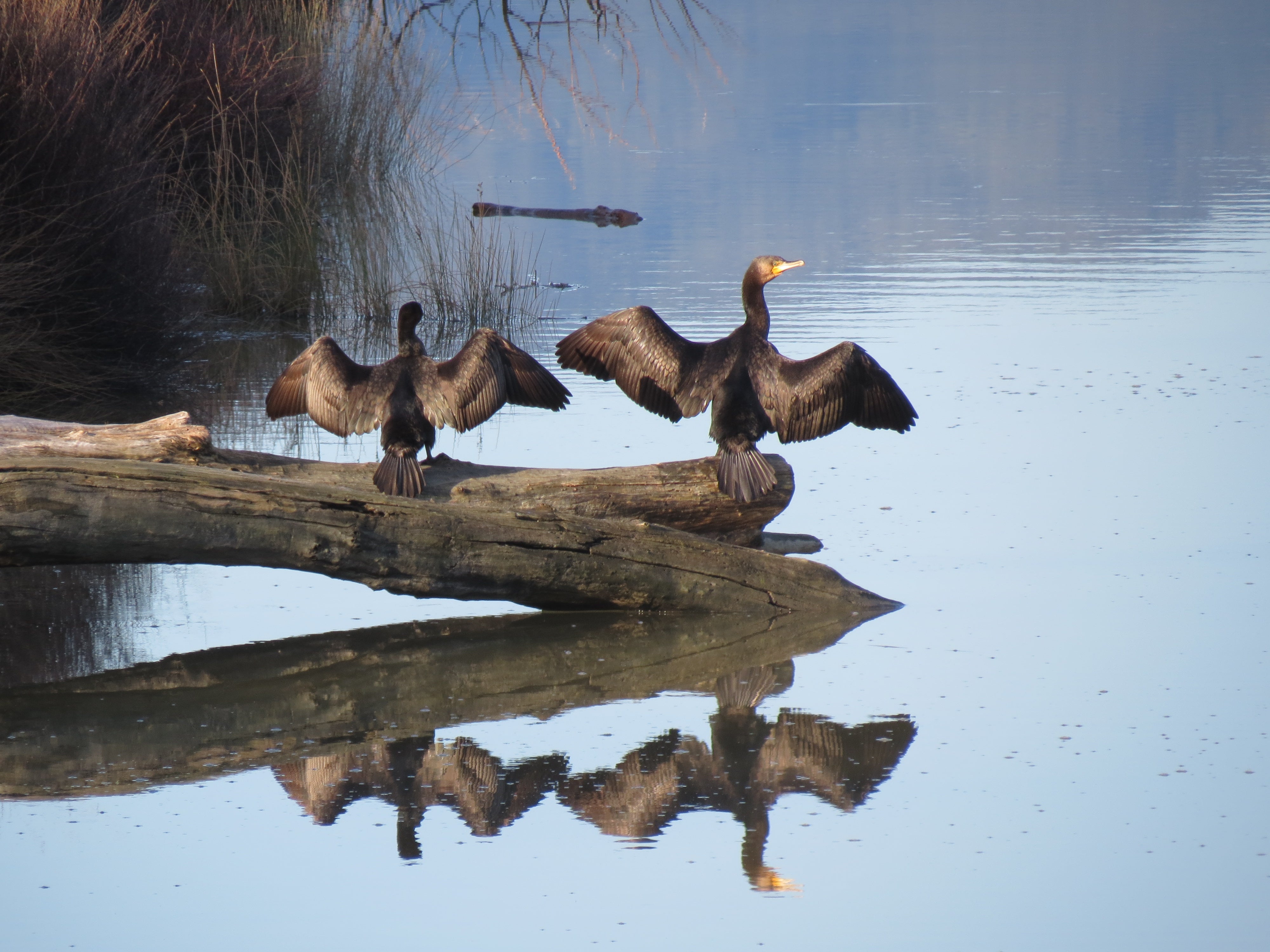 Black shag digesting their catch