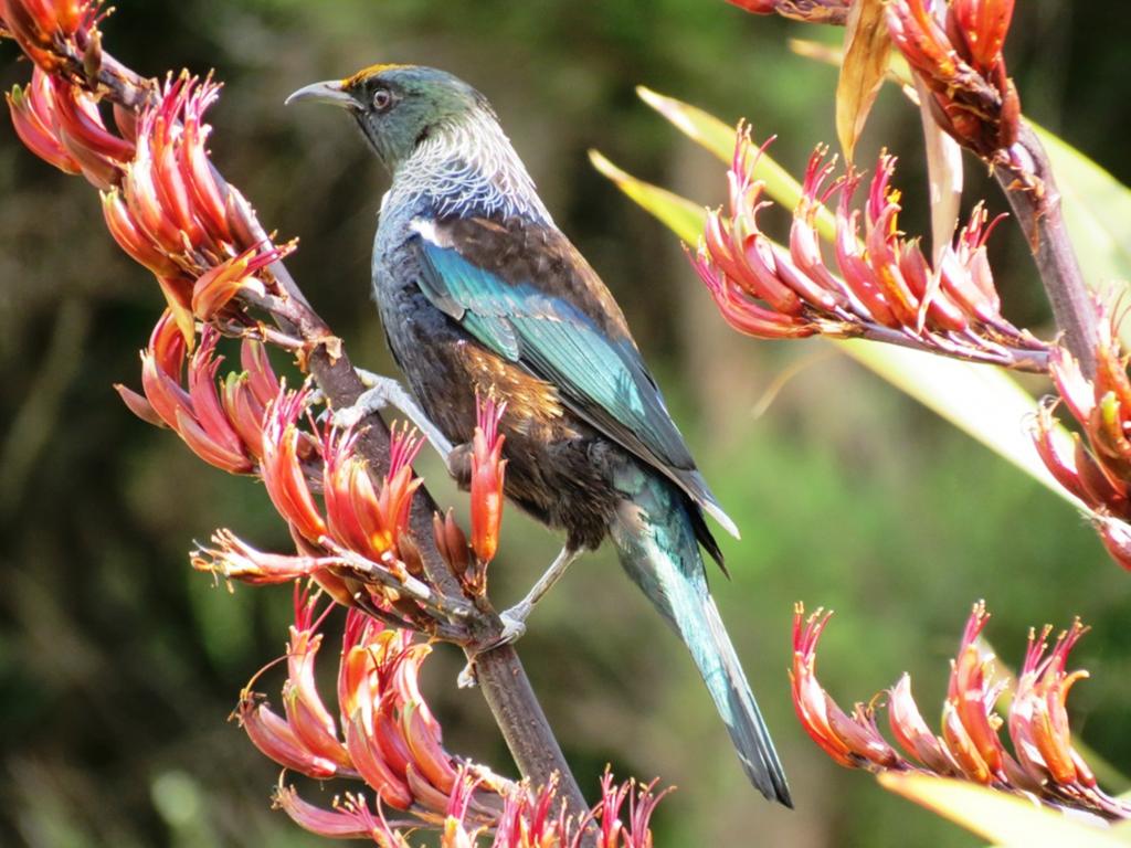 Tui feeding on flax flowers