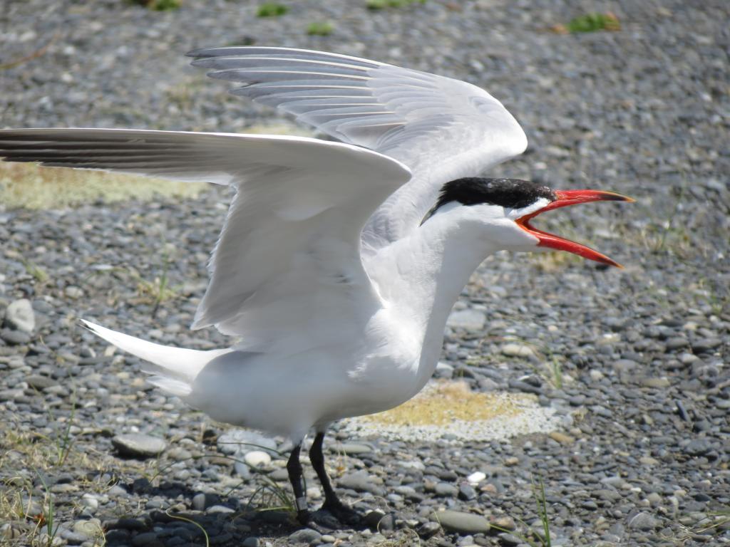 Caspian Tern or Taranui