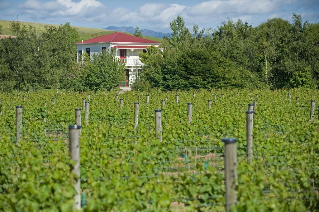 Gladstone Vineyard