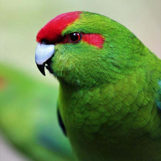 Red Crowned Kākāriki - See them in the Free Flight aviary
