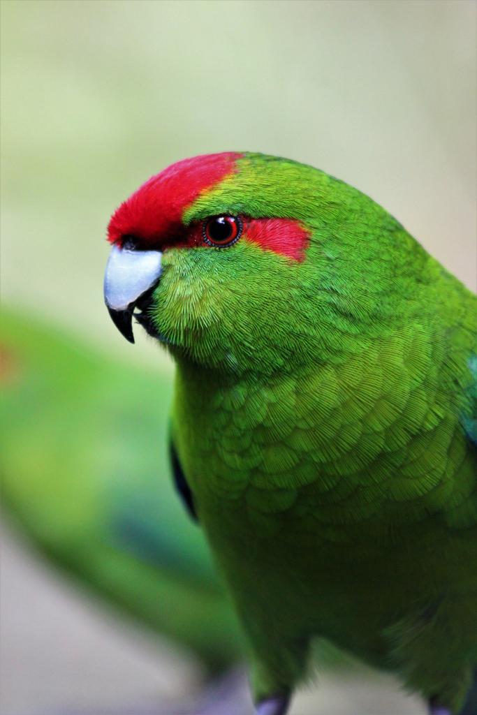 Red Crowned Kākāriki - See them in the Free Flight aviary