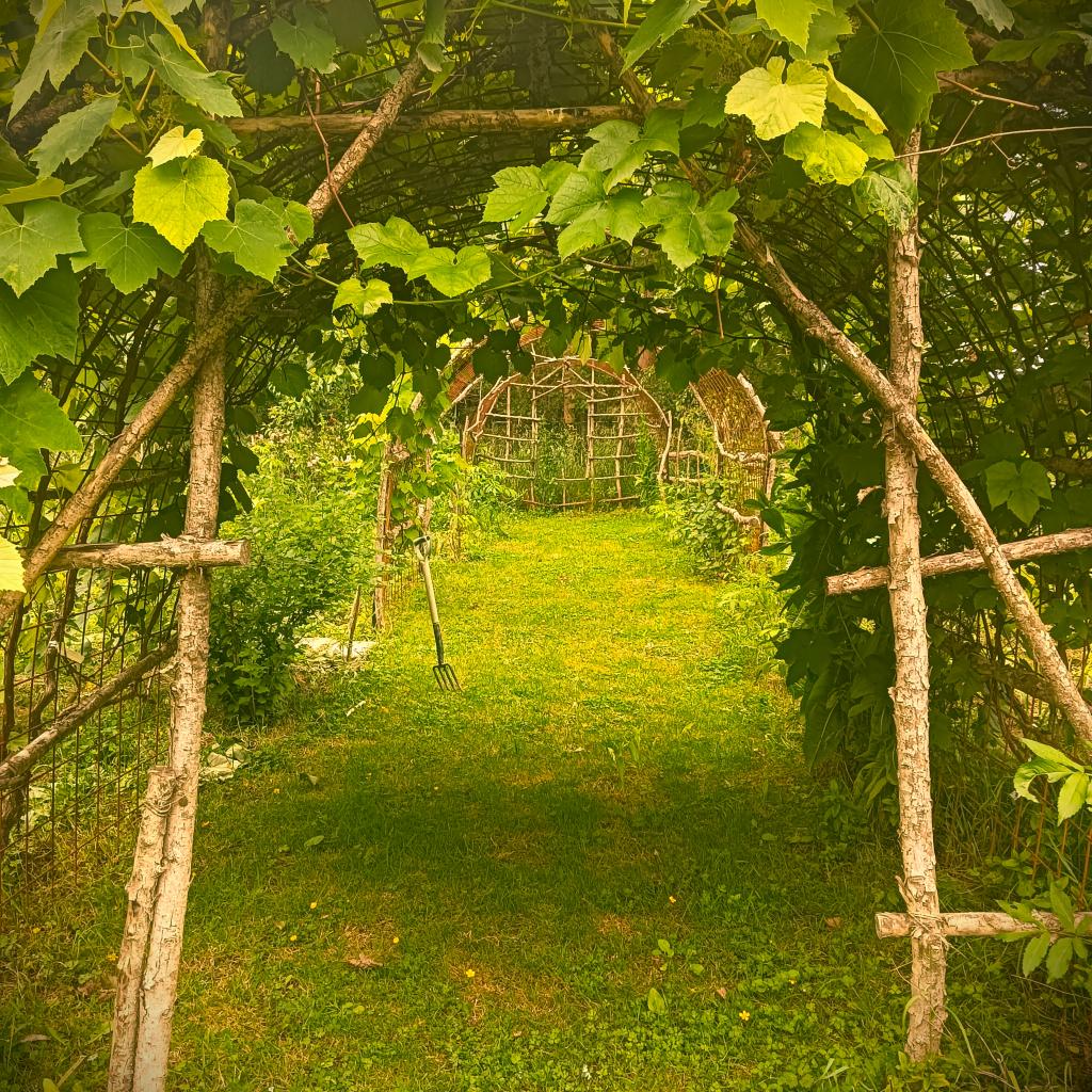 One of the grapevine arches in the Kitchen Garden area