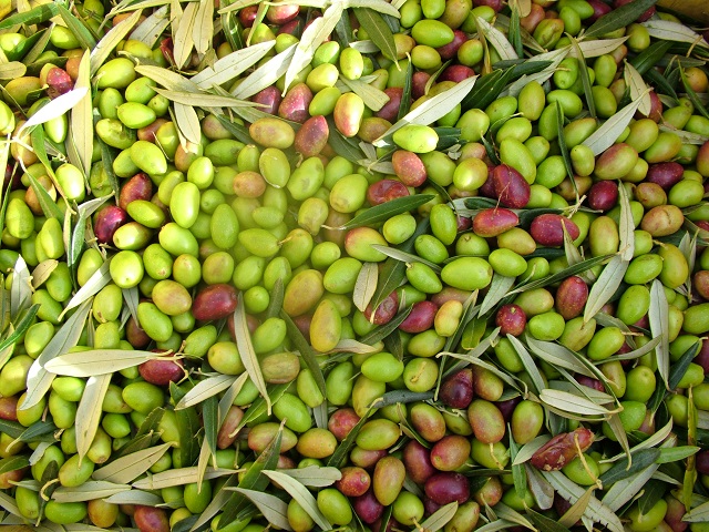 Olives from the Wairarapa