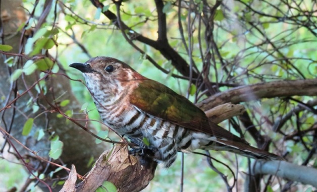 Shining Bronze Cuckoo at Te Rakau Birding, Featherston